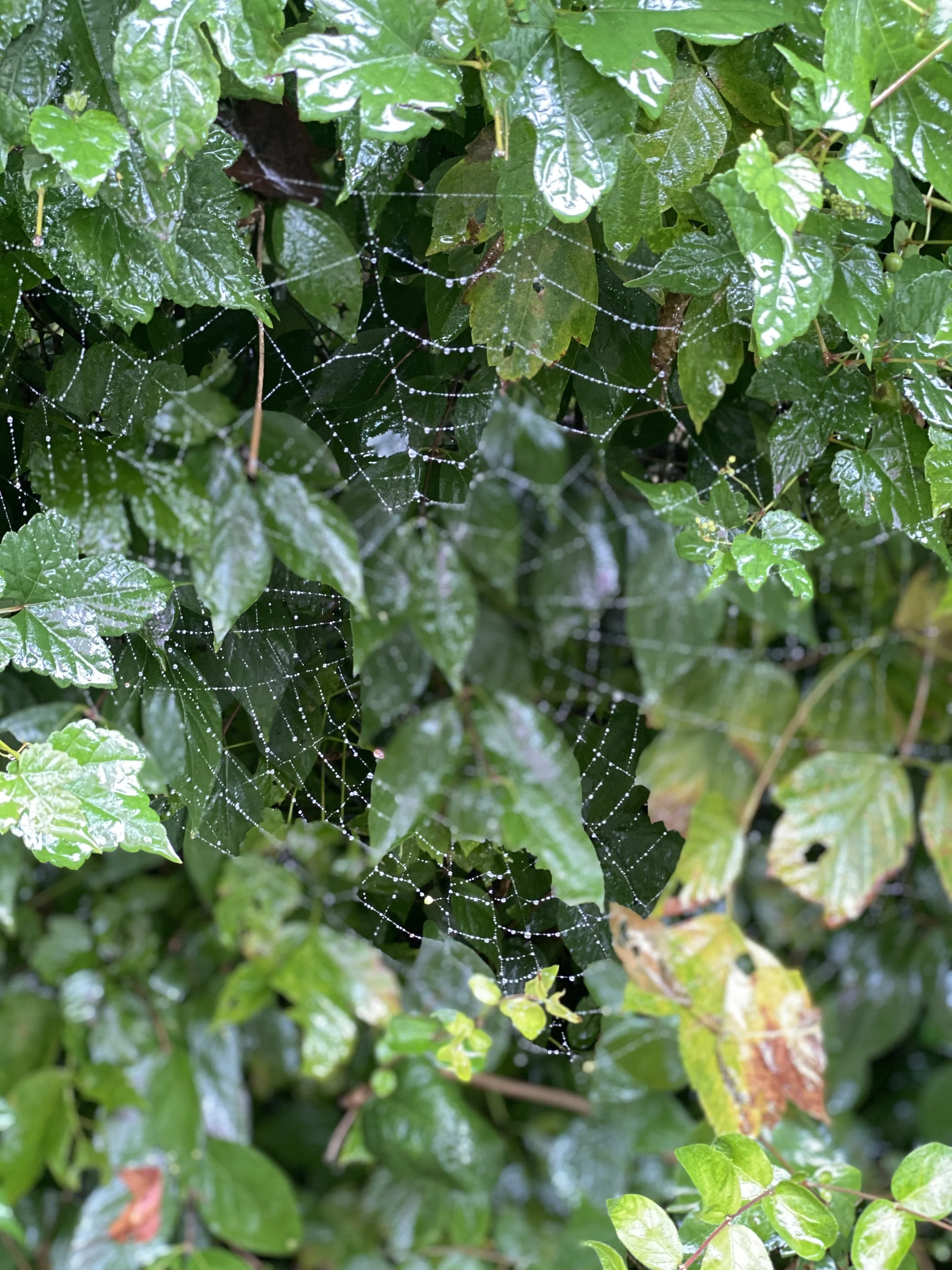 Design spider web holding water