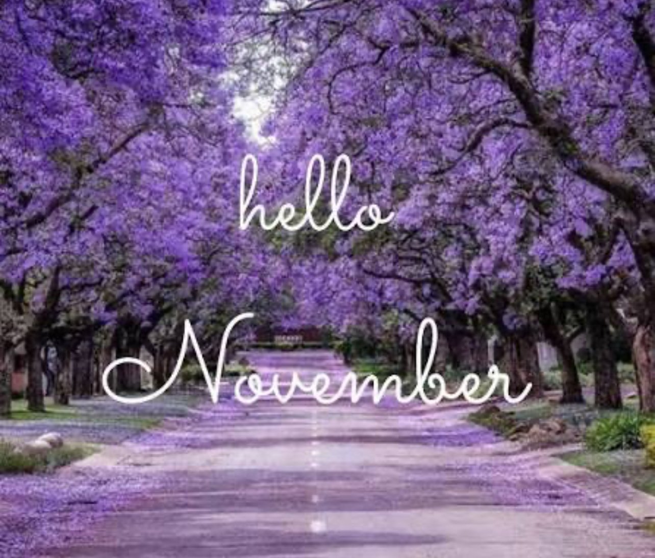 hello november in purple image - Google Search.jpeg