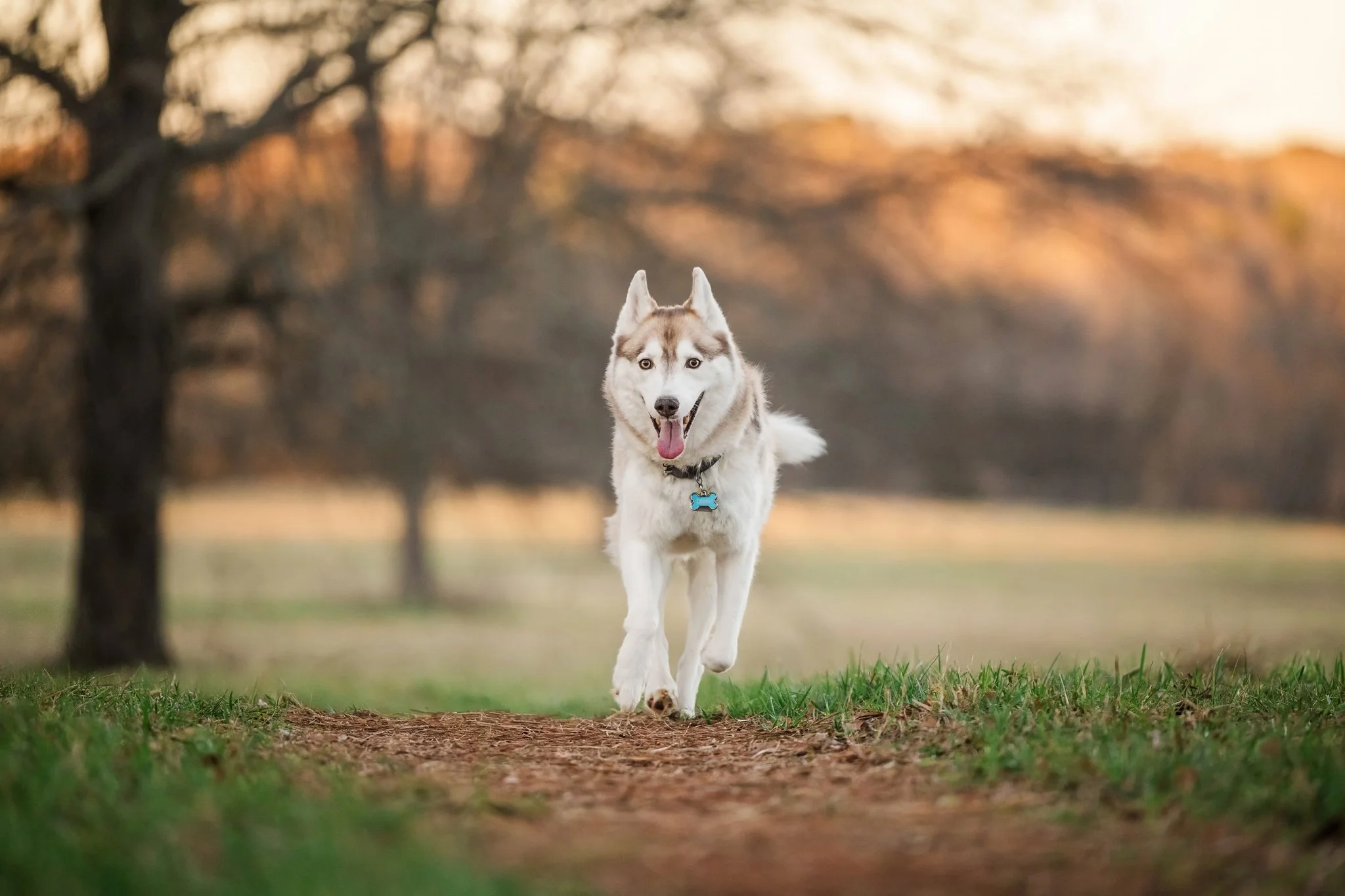 A red and white husky runs down a dirt pathway while the background fades into the distance.