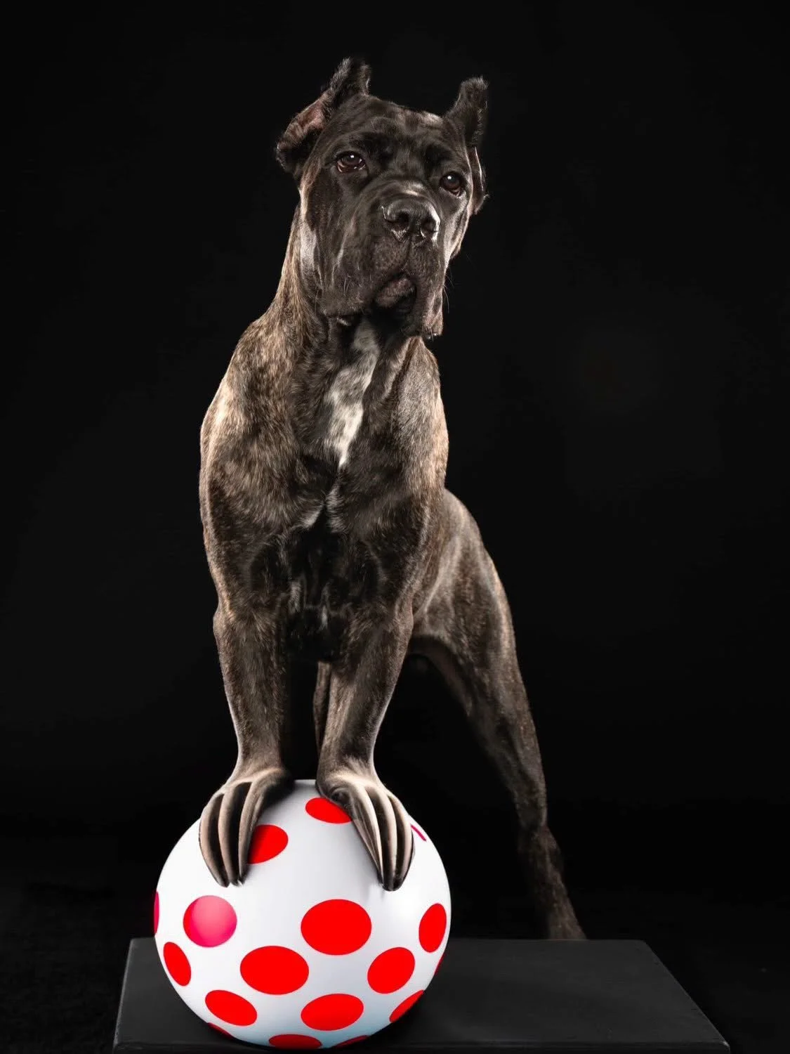 Humorous Photoshop image of Cane Corso Tartufo with walrus flipper feet standing on a ball against black background