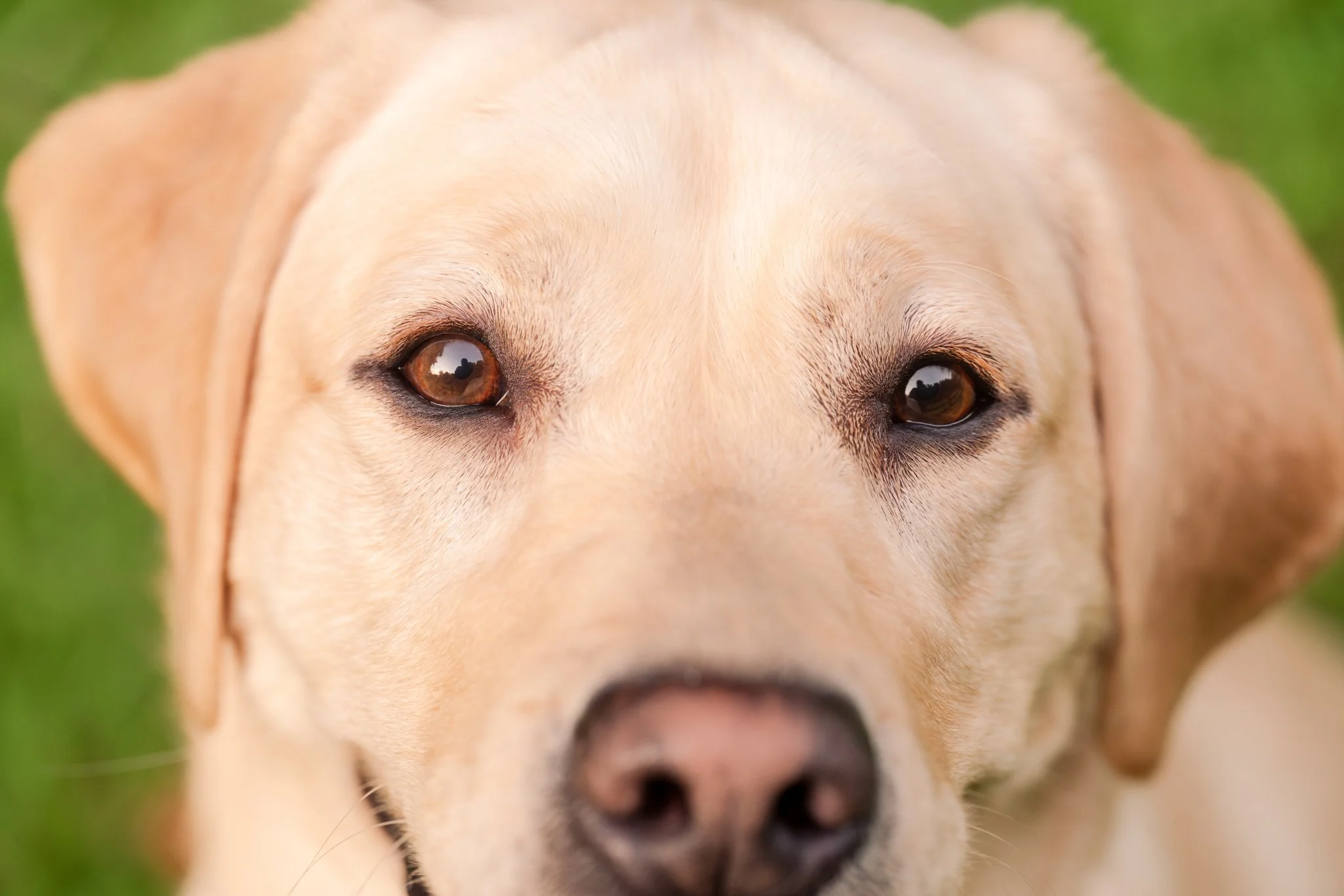 Close up portrait of yellow Labrador Retriever showing forehead wrinkles, Indian Creek Park dog photography