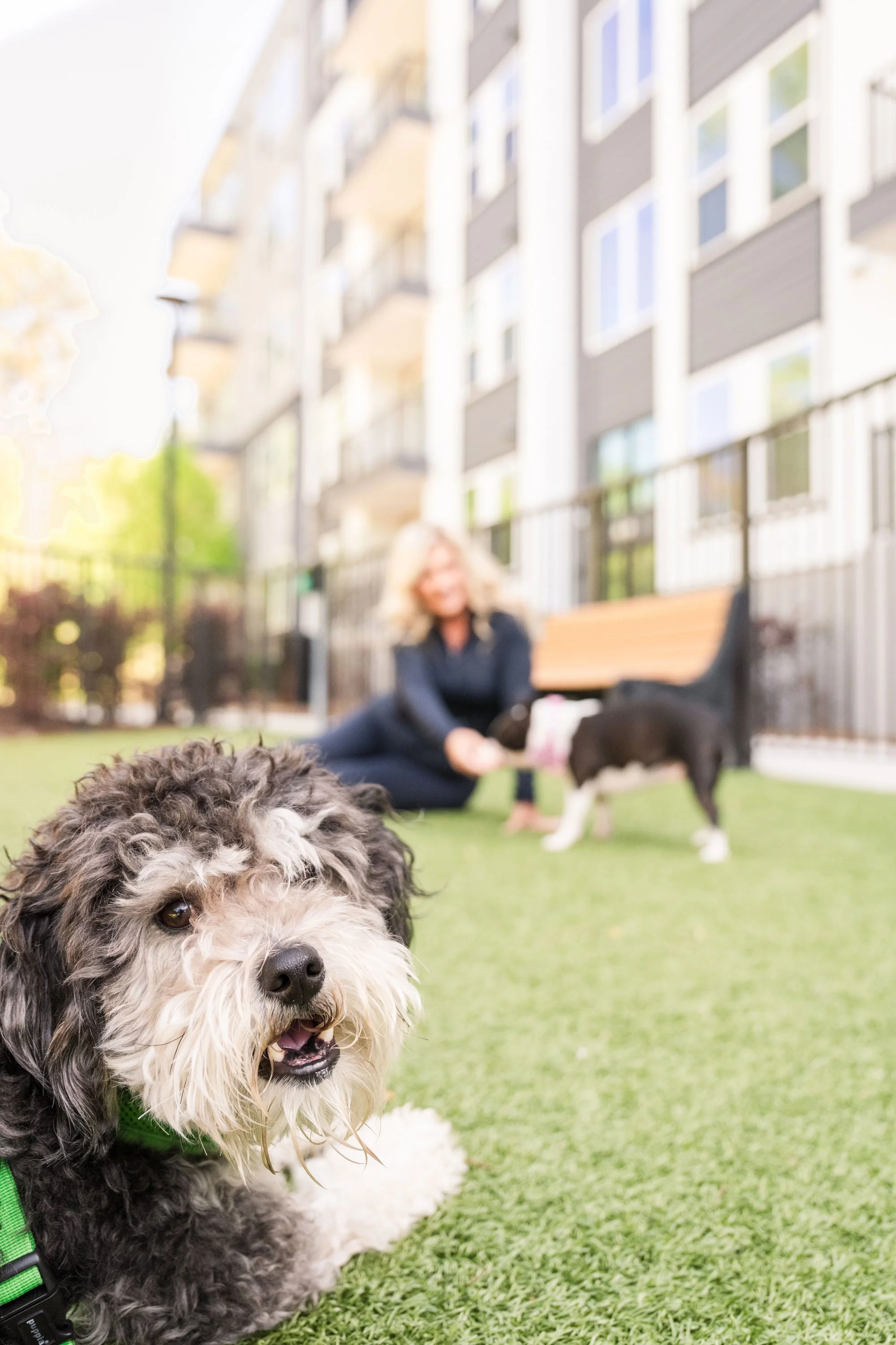A fluffy doodle in a green harness rests on turf in sharp focus while a dog walker and a black dog blur behind near Atlanta apartments.