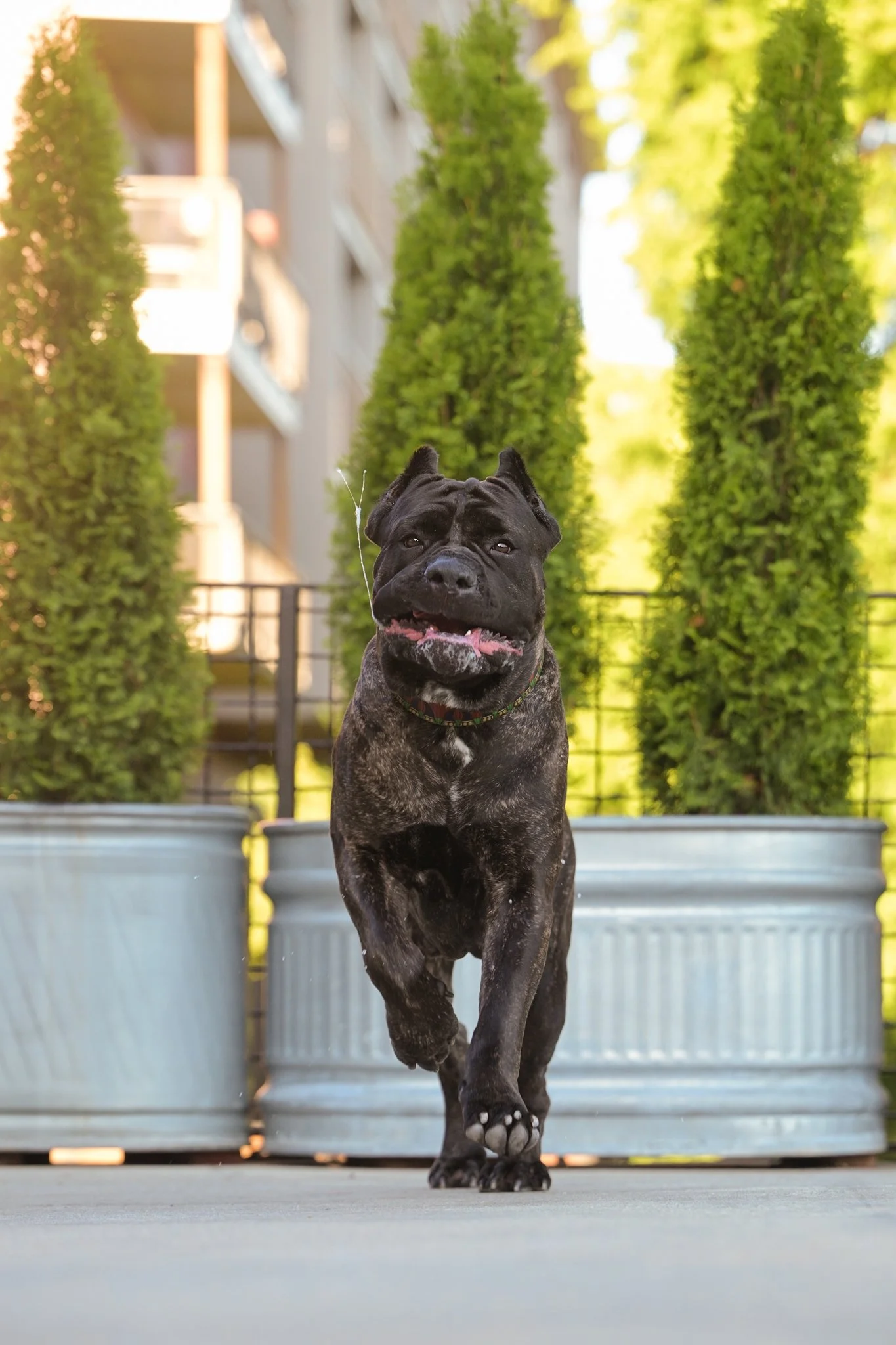 Cane Corso dog running toward camera between large planters at dog friendly Westside Provisons in Atlanta Georgia by CM Bryson Photography