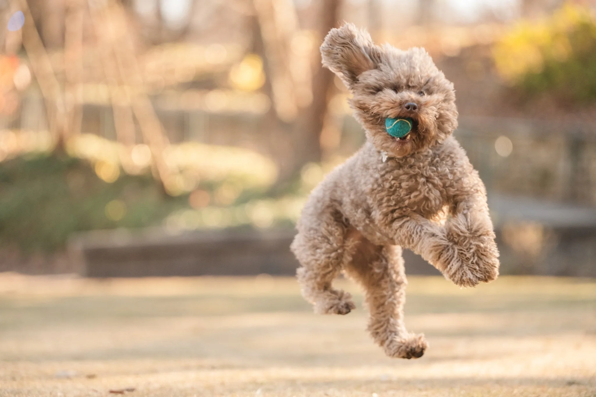 Apricot/golden mini toy poodle mid-leap, fully airborne, outdoors at Atlanta's Piedmont Park