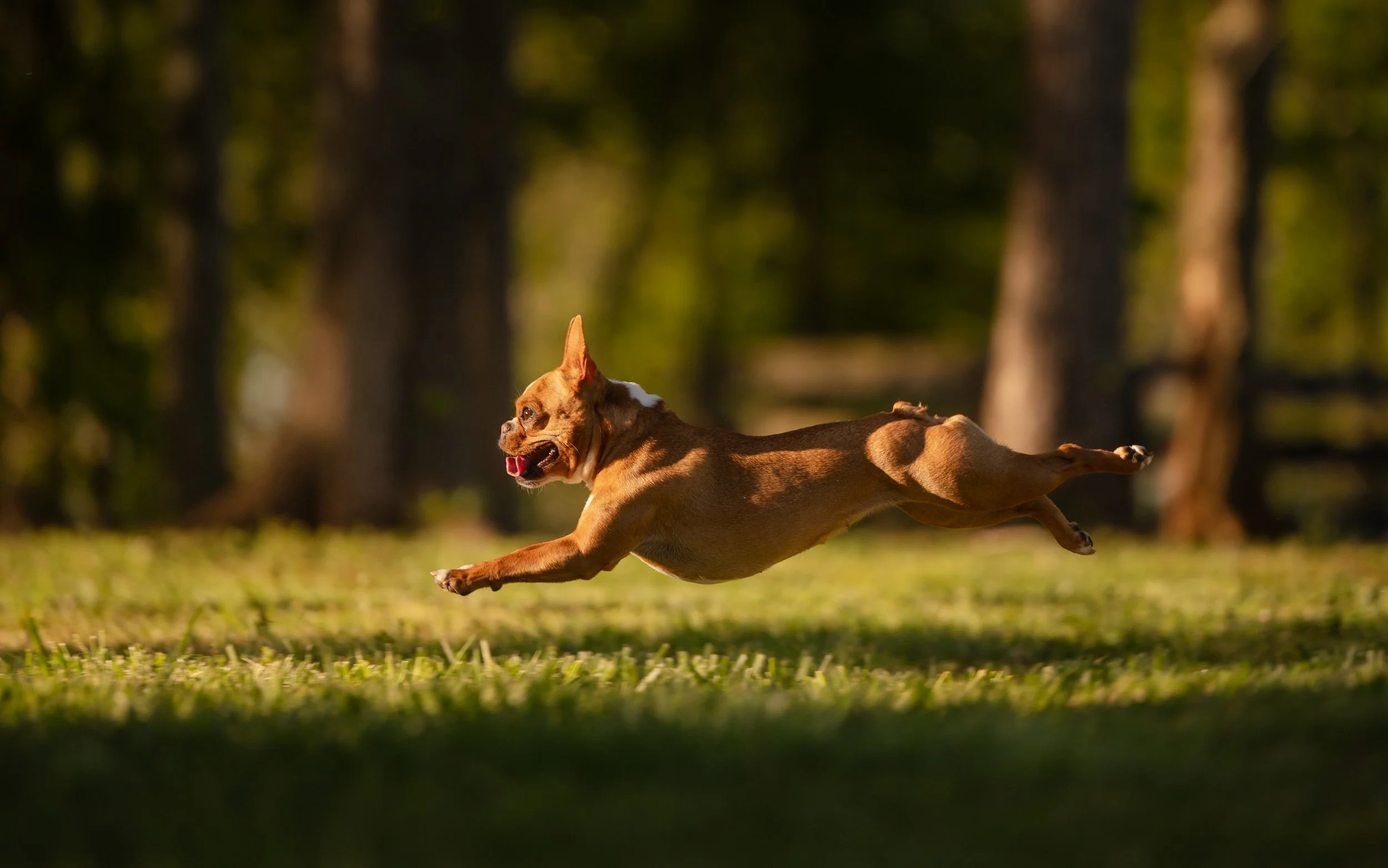 Carolina French Bulldog mix cleft palate rescue racing full out into the sun