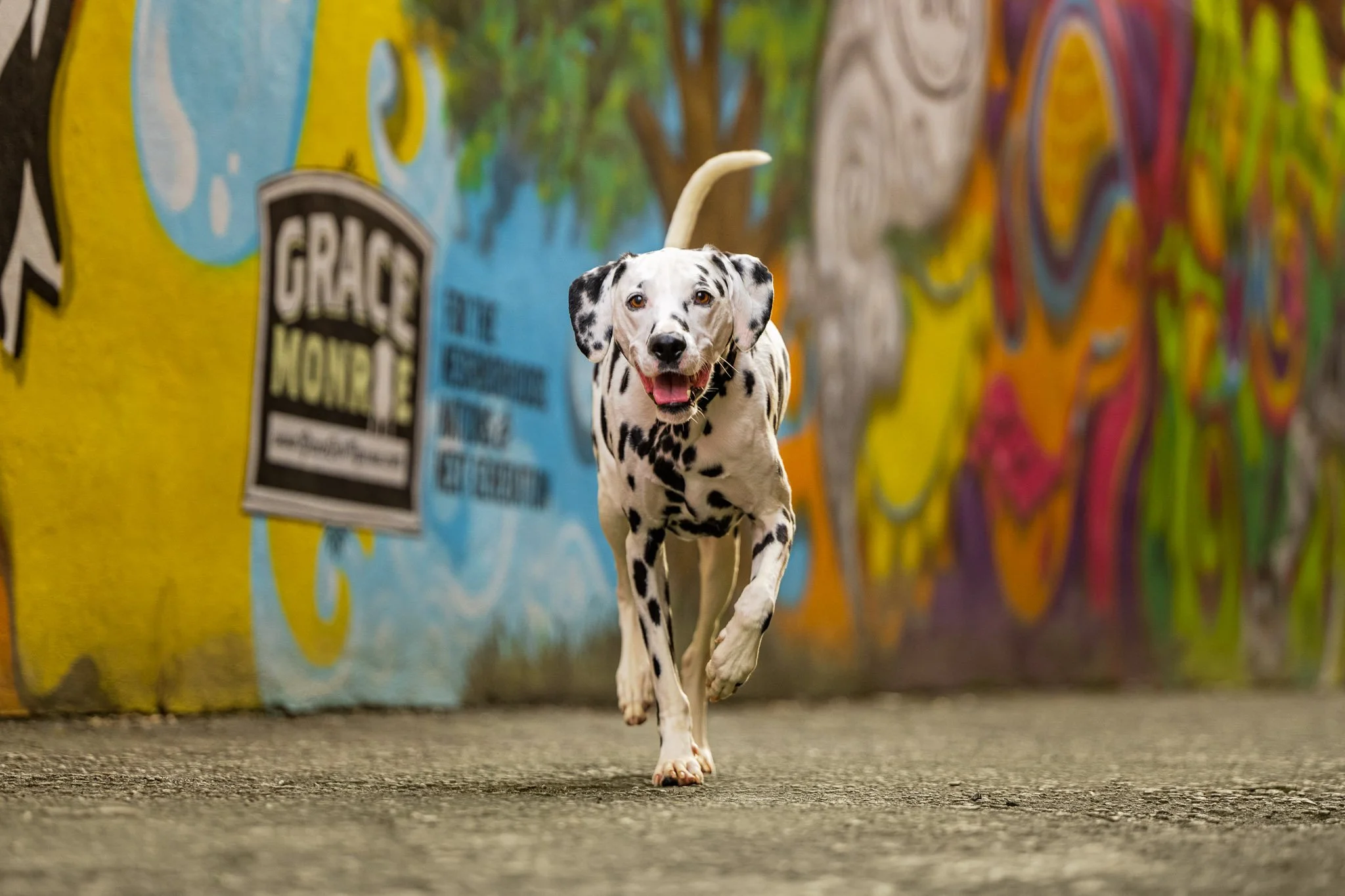 Rabun running straight toward camera, fully in motion, tail arched high, mouth open and happy. Grace Monroe mural visible in background with colorful street art.