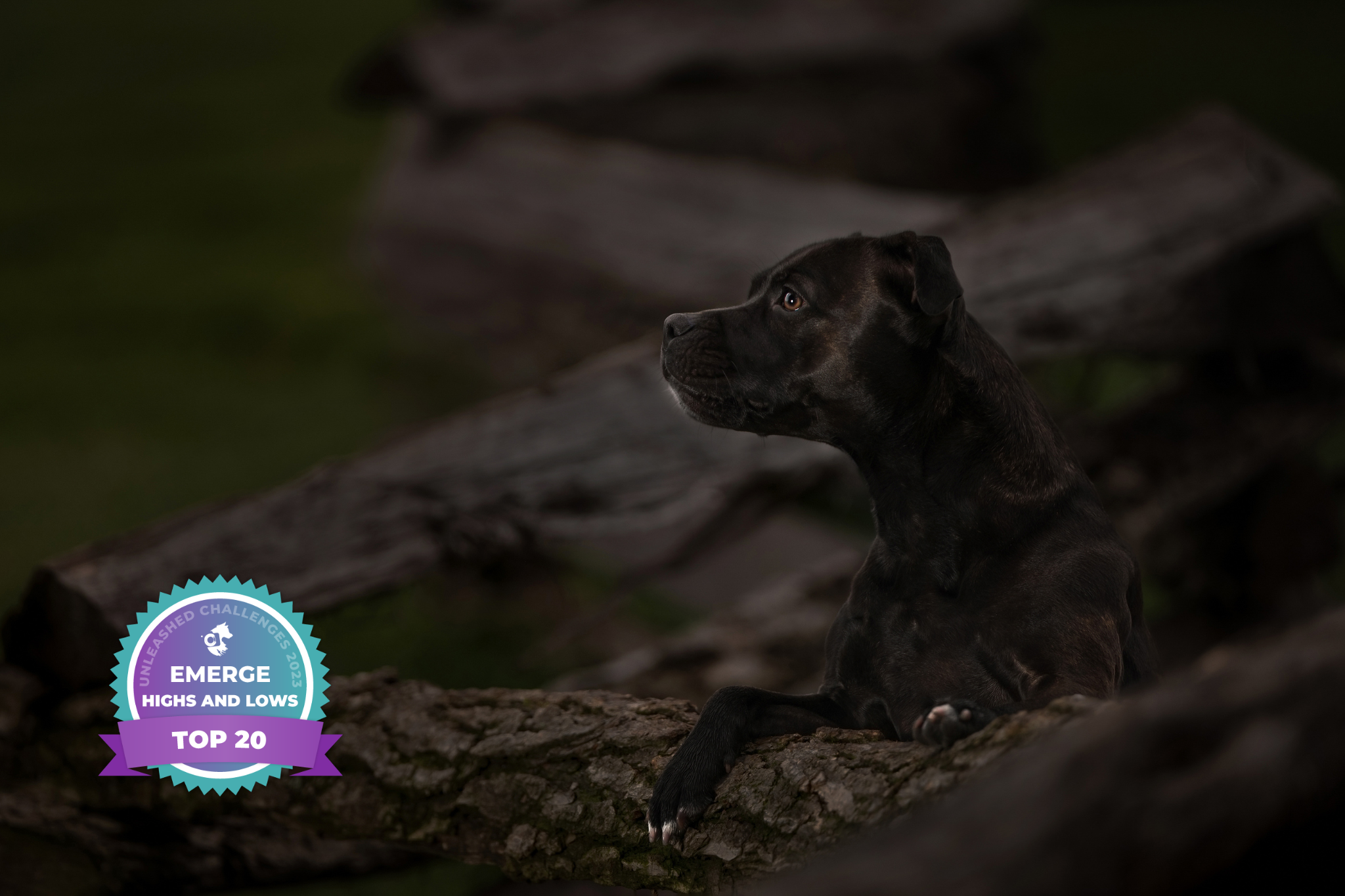 gainesville-georgia-dog-photography-staffordshire-terrier-pitbull.png