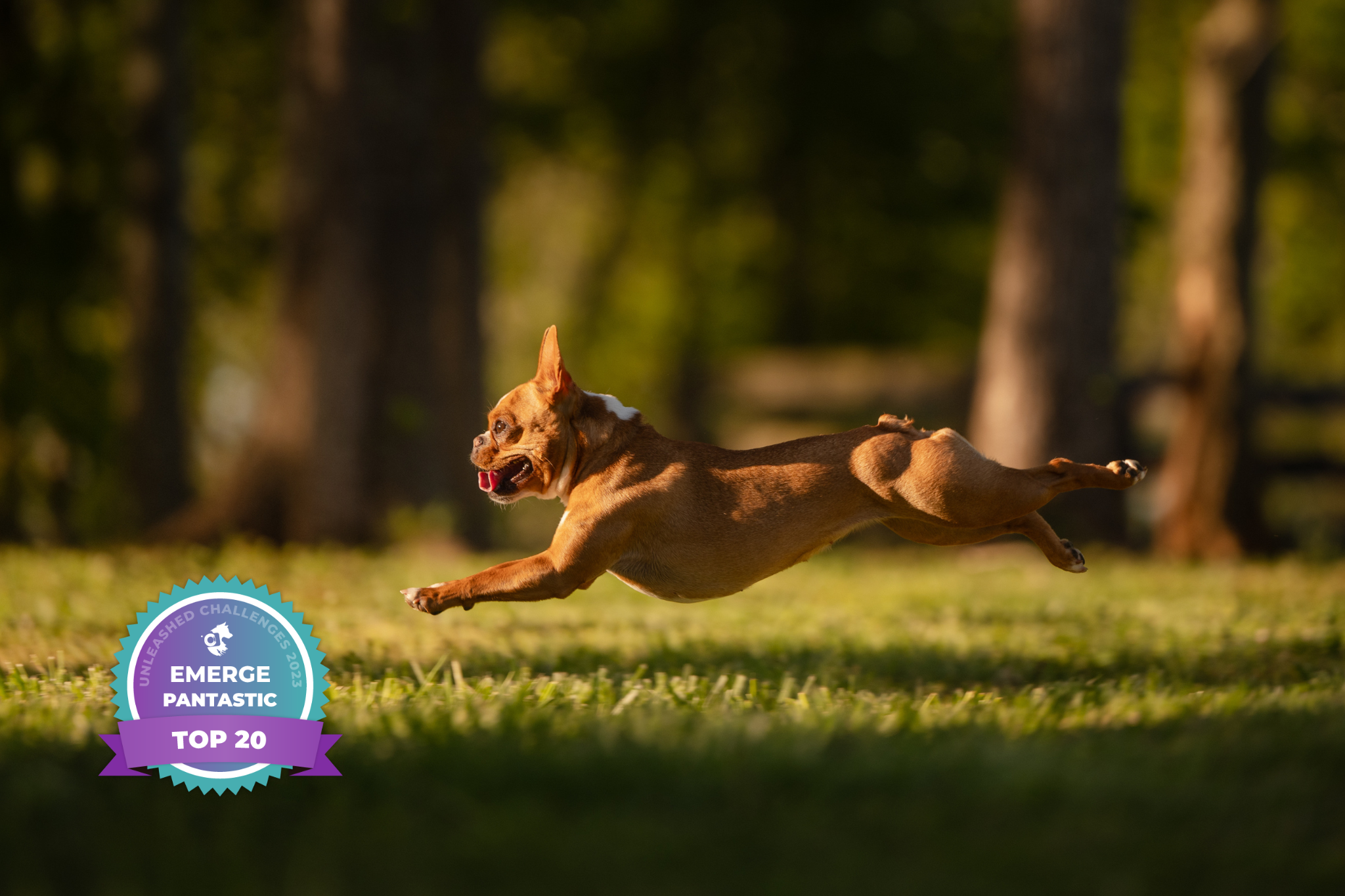 french-bulldog-running-madison-georgia-dog-photography.png