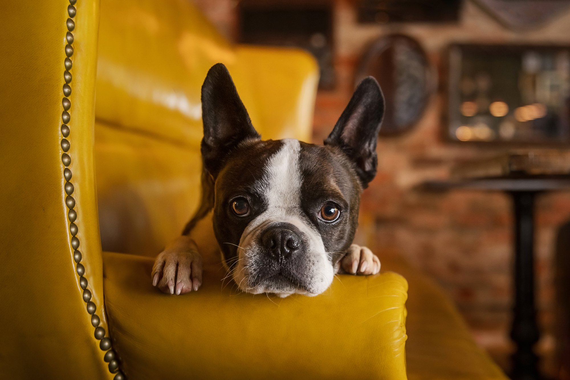 french-bulldog-boston-terrier-graduate-hotel-athens-georgia-dog-friendly-photographer