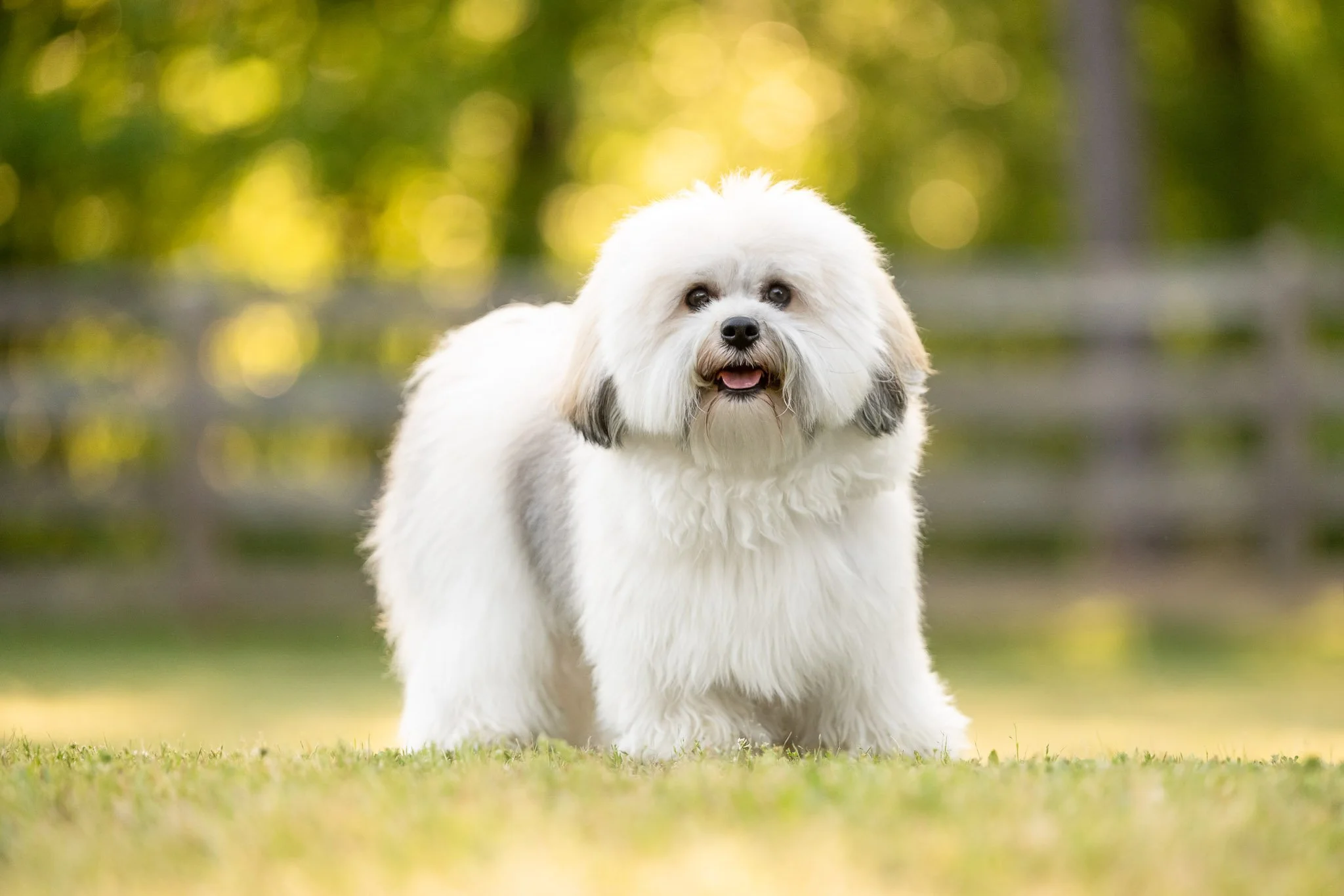 A Private Location for Dog Photography in Eatonton, GA