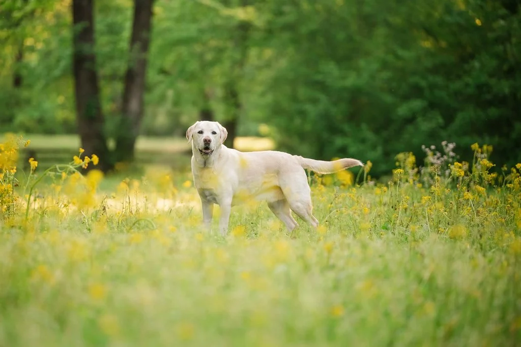 145-burrows-willie-winnie-rutledge-ga-dog-photography-simple-session-250416_(2048).jpg