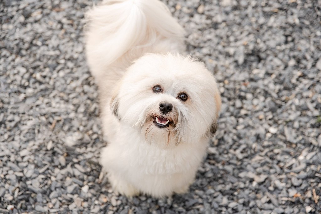 Heartwood Acres - Eatonton, GA | Book Scenic Pet Photo Sessions Today ...