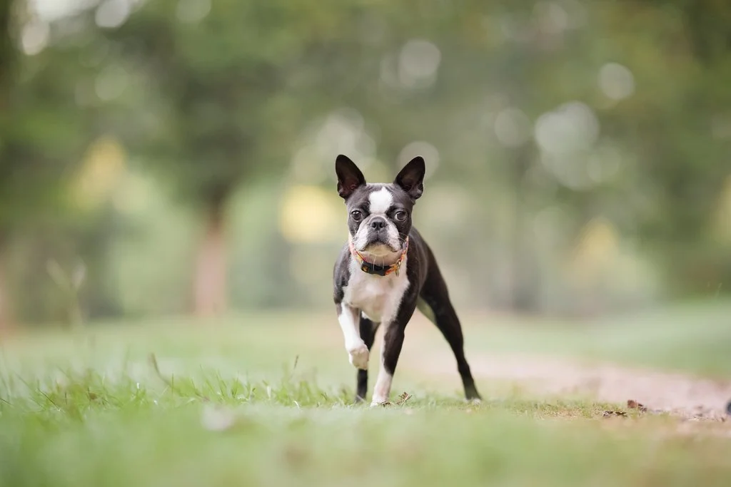 Boston Terrier photographed standing on a dirt path atat Ben Burton Park in Athens, Georgia