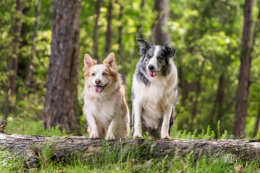 Pooch Pontoon - Gainesville, GA | Book Your Dog Adventure Today — CM Bryson