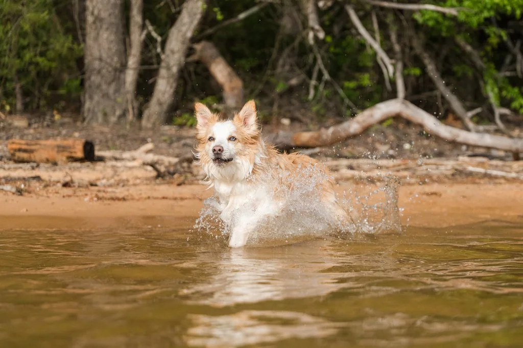 Pooch Pontoon - Gainesville, GA | Book Your Dog Adventure Today — CM Bryson