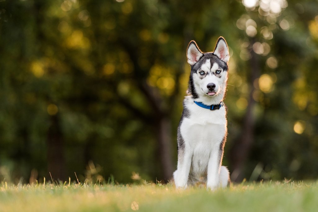 Siberian Husky puppy sits on a grassy hill with soft backlit trees behind him at McDaniel Farm Park in Duluth, GA.