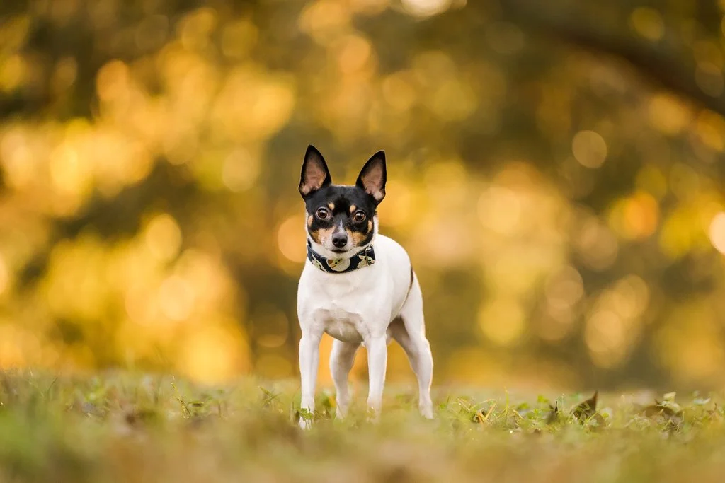 A tri-color toy fox terrier stands on grass backlit by the golden glow of a sunrise at Mcdaniel Farm Park in Duluth GA dog photography session.