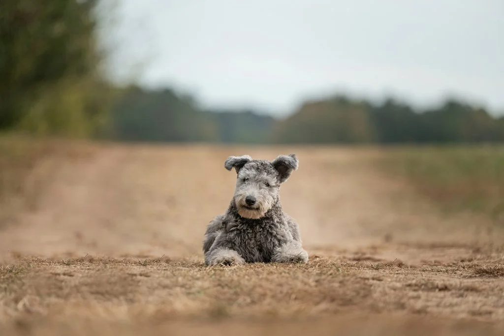 023-harris-pumi-nash-farm-hampton-ga_(2048).jpg
