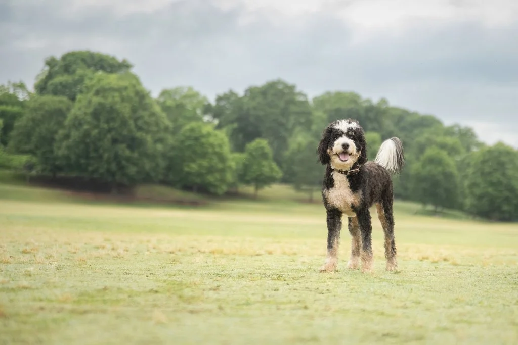 050-arrington-bernedoodle-piedmont-park-atlanta-ga_(2048).jpg