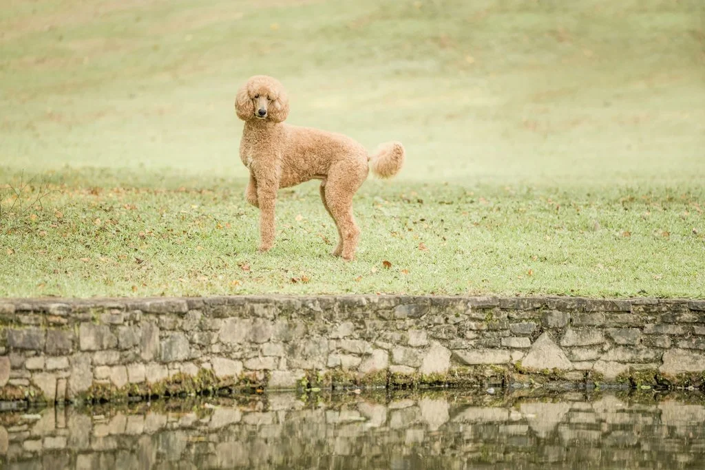 32-nelson-standard-poodle-atlanta_(2048).jpg
