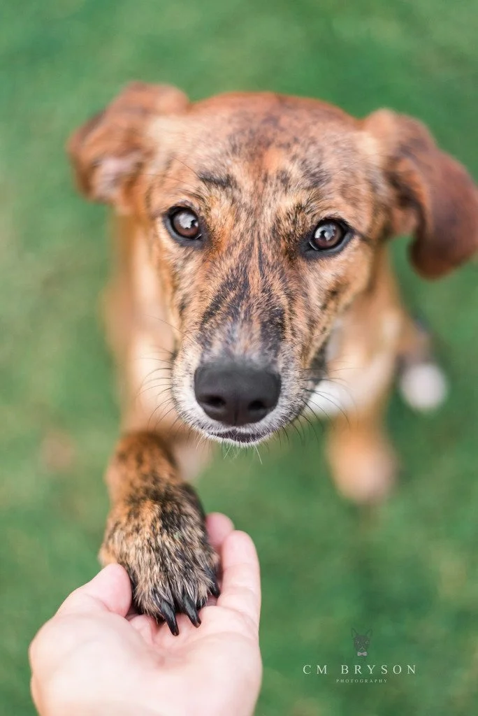Model Call: Award-Winning Dog Photographer Courtney Bryson — CM Bryson