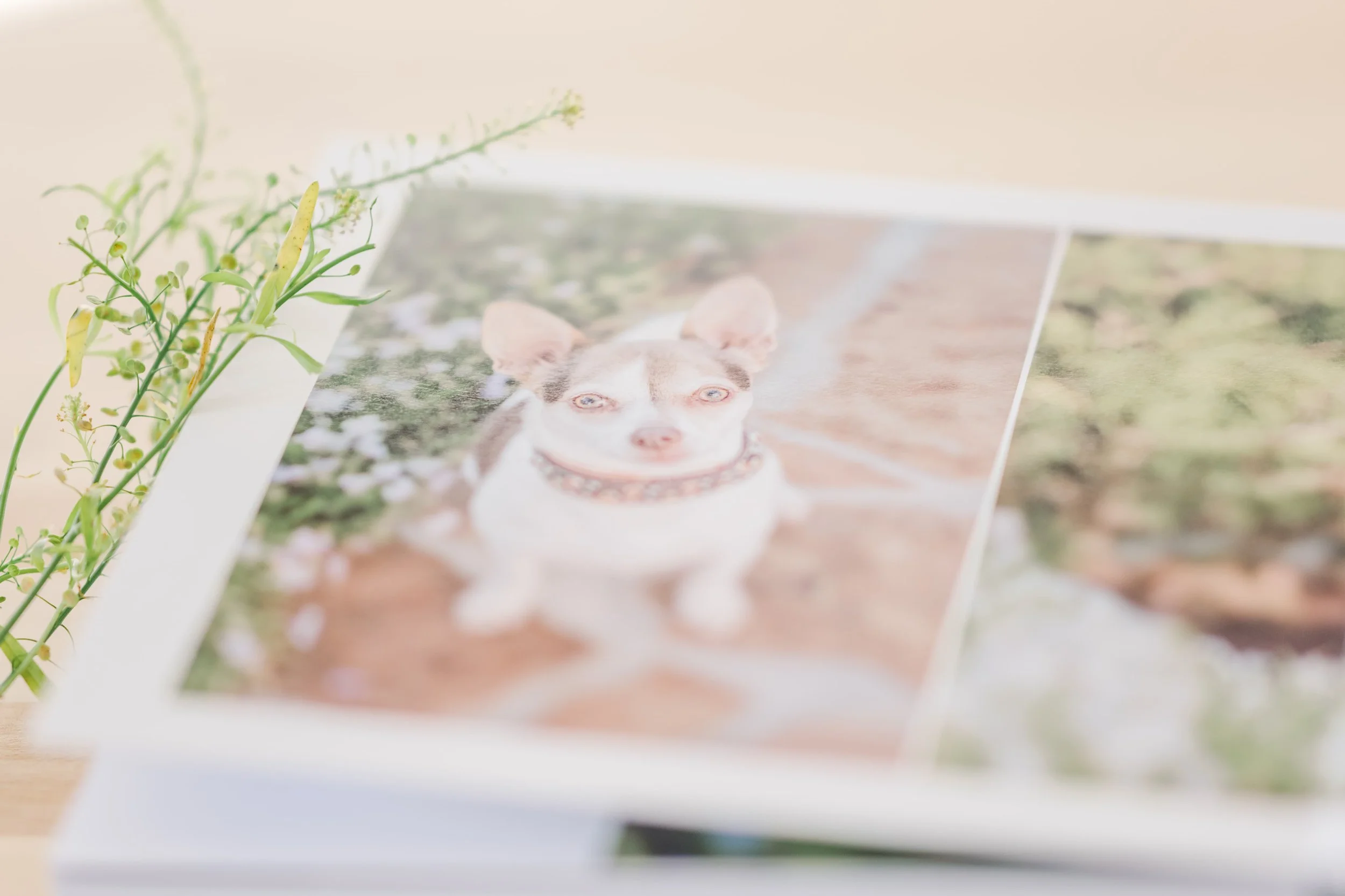 Close-up of a Chihuahua in a photo print with soft focus and floral elements.