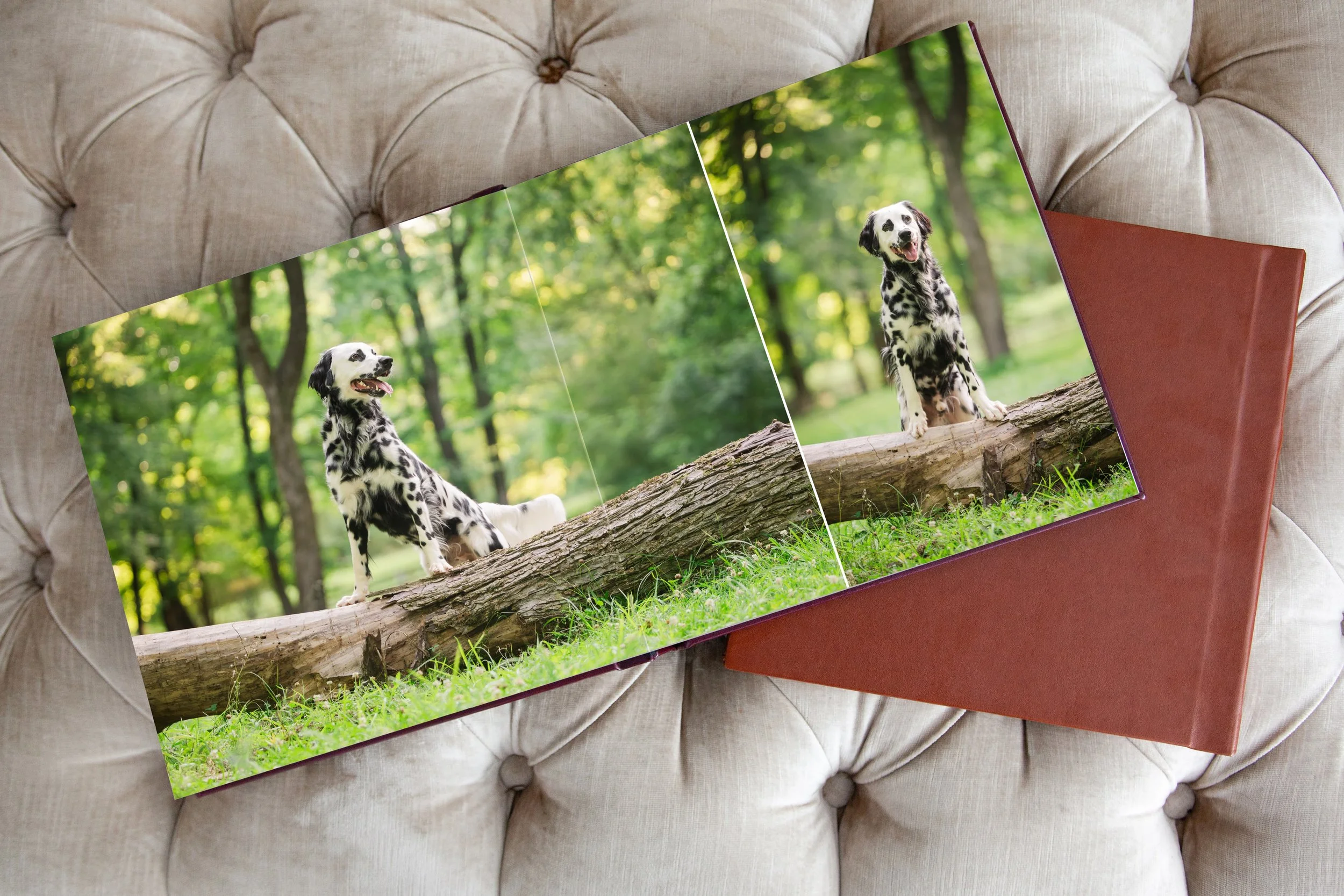 Album open to two images of a Dalmatian posing on a fallen tree in a green park.