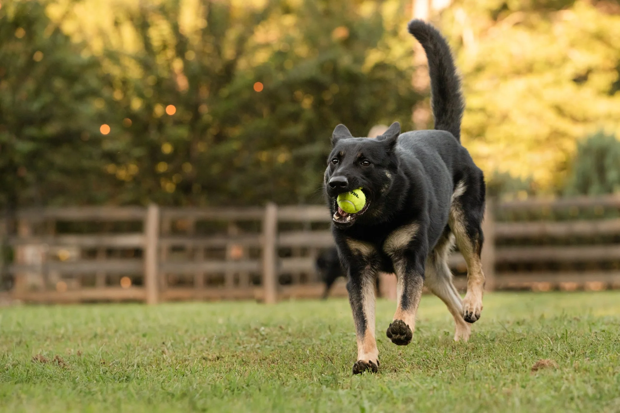 Yes, Your Reactive Dog Can Have Professional Pet Photos