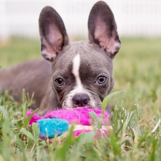 boston-terrier-puppy-playing-toy-rutledge-ga