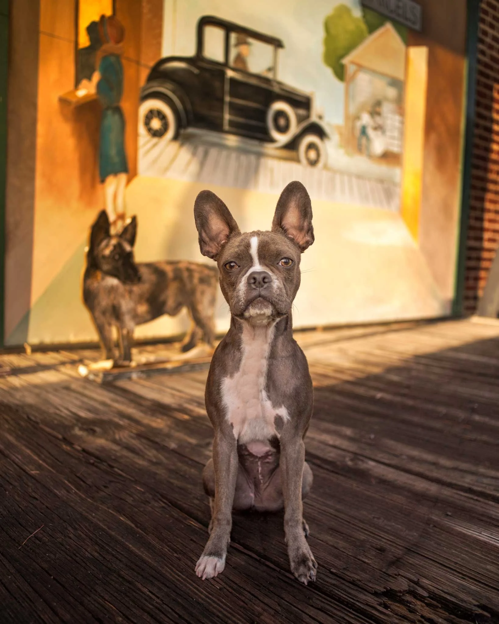 boston-terrier-mural-portrait-downtown-rutledge-ga.