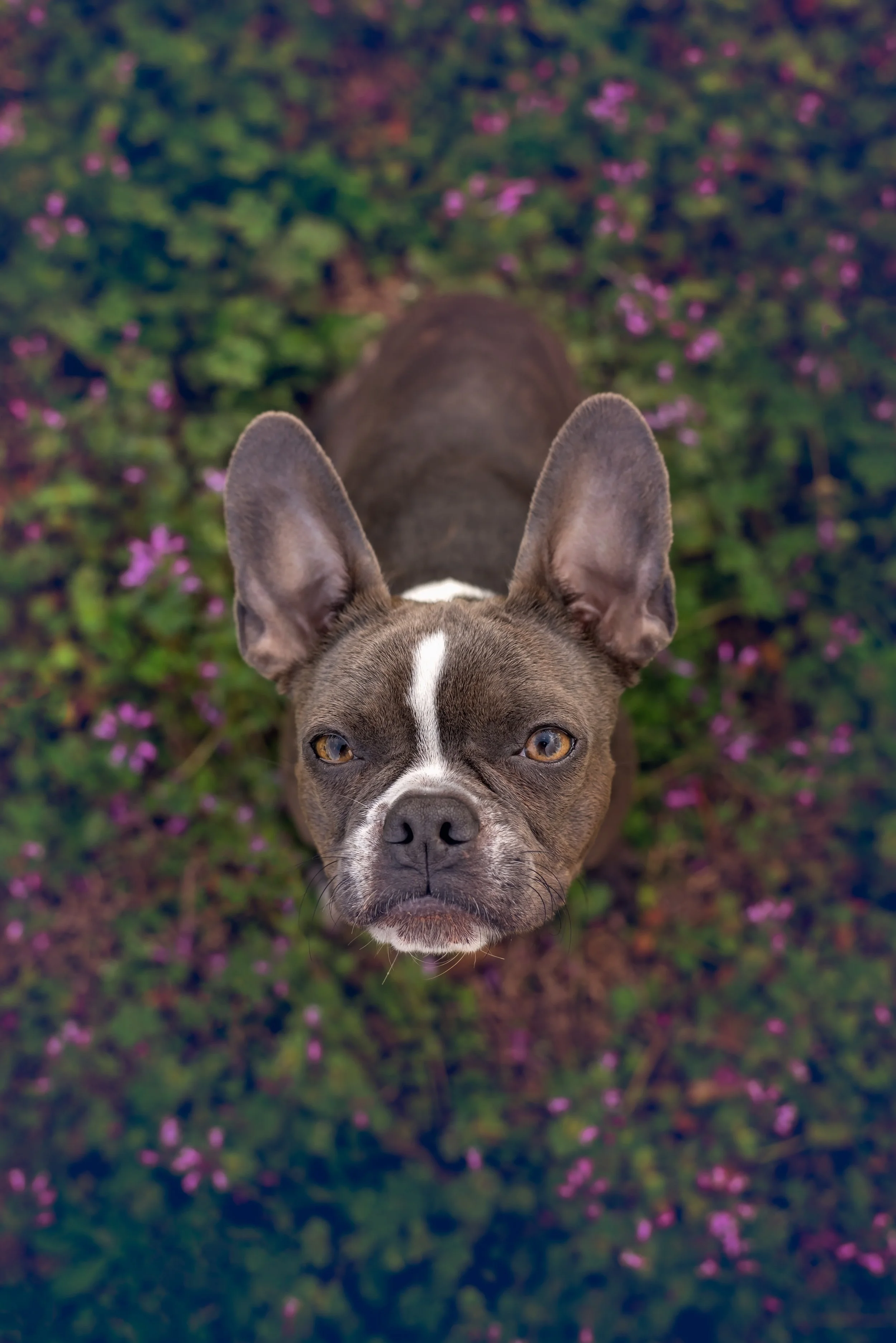 boston-terrier-dog-above-view-purple-flowers-rutledge-ga