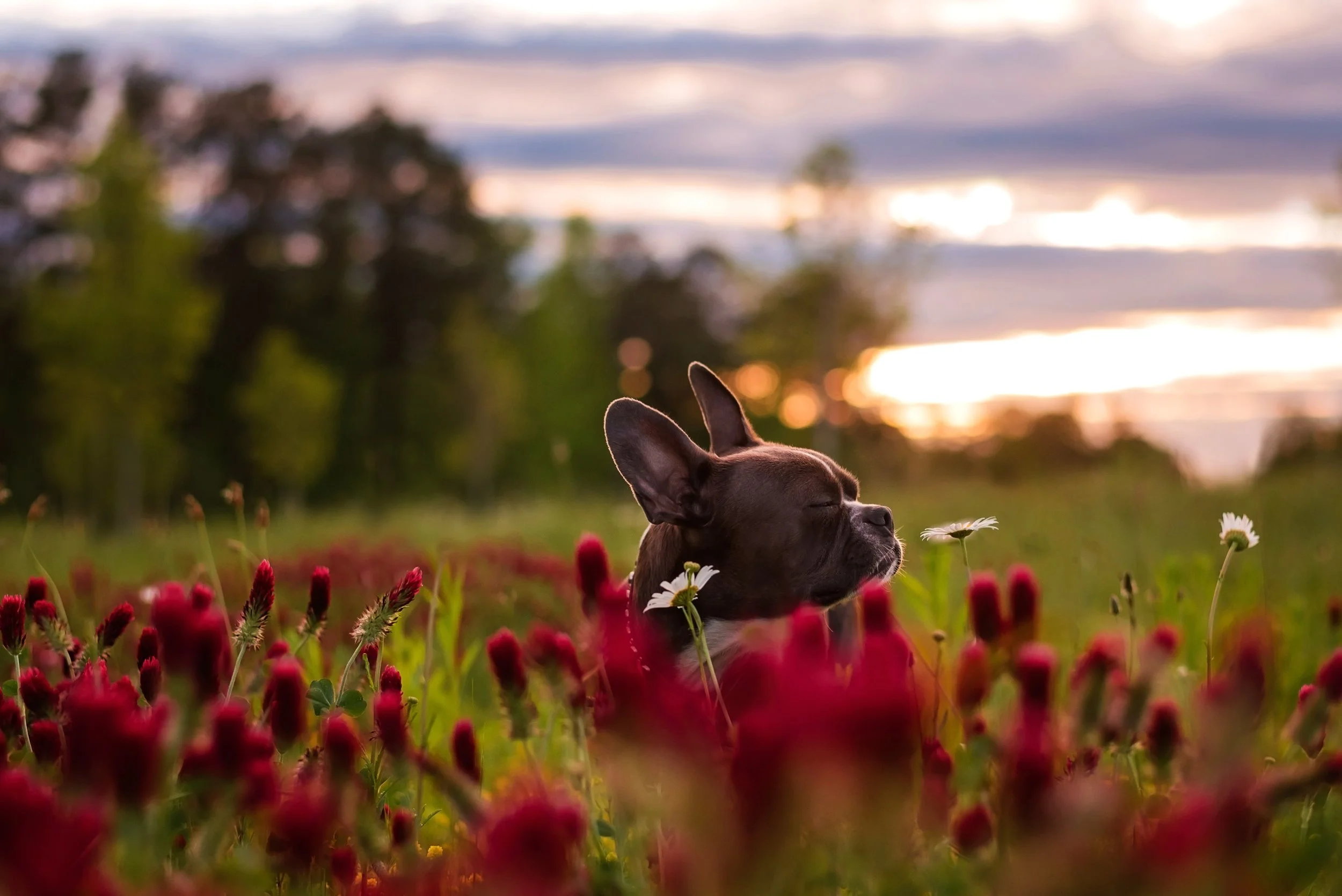 boston-terrier-sunset-flower-field-portrait-rutledge-ga