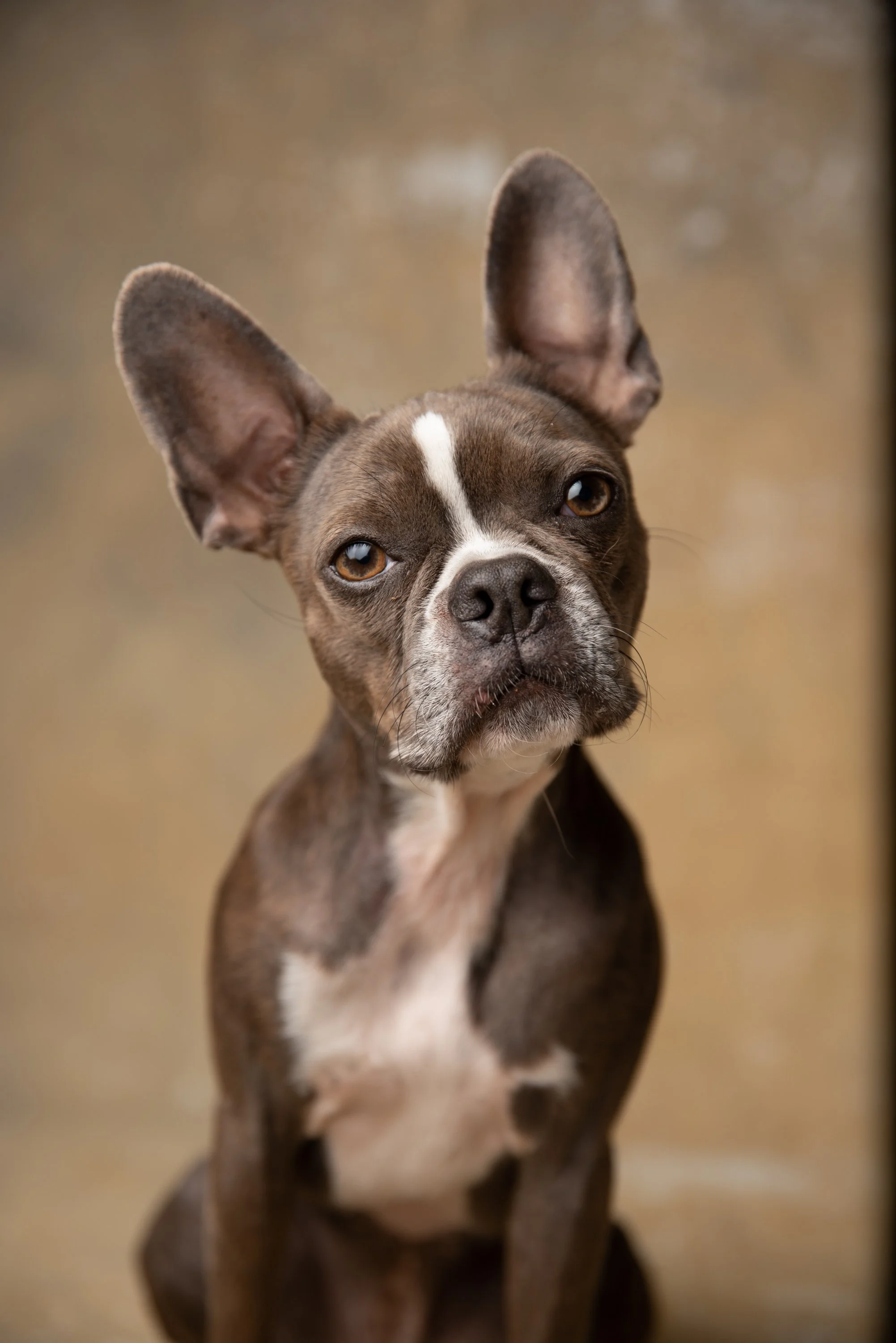 boston-terrier-studio-dog-portrait-georgia.