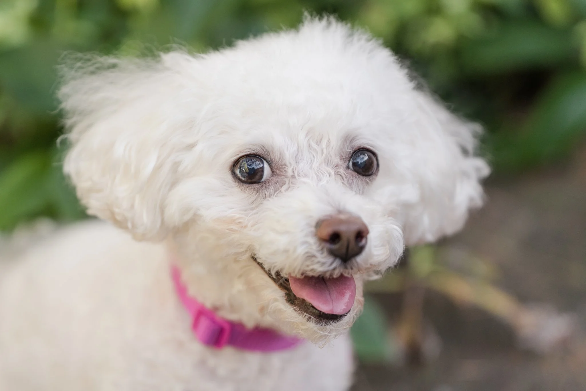 What I’m Focusing on in 2026 as an Atlanta Dog Photographer (Inspired by an 8-Pound Truck Thief)