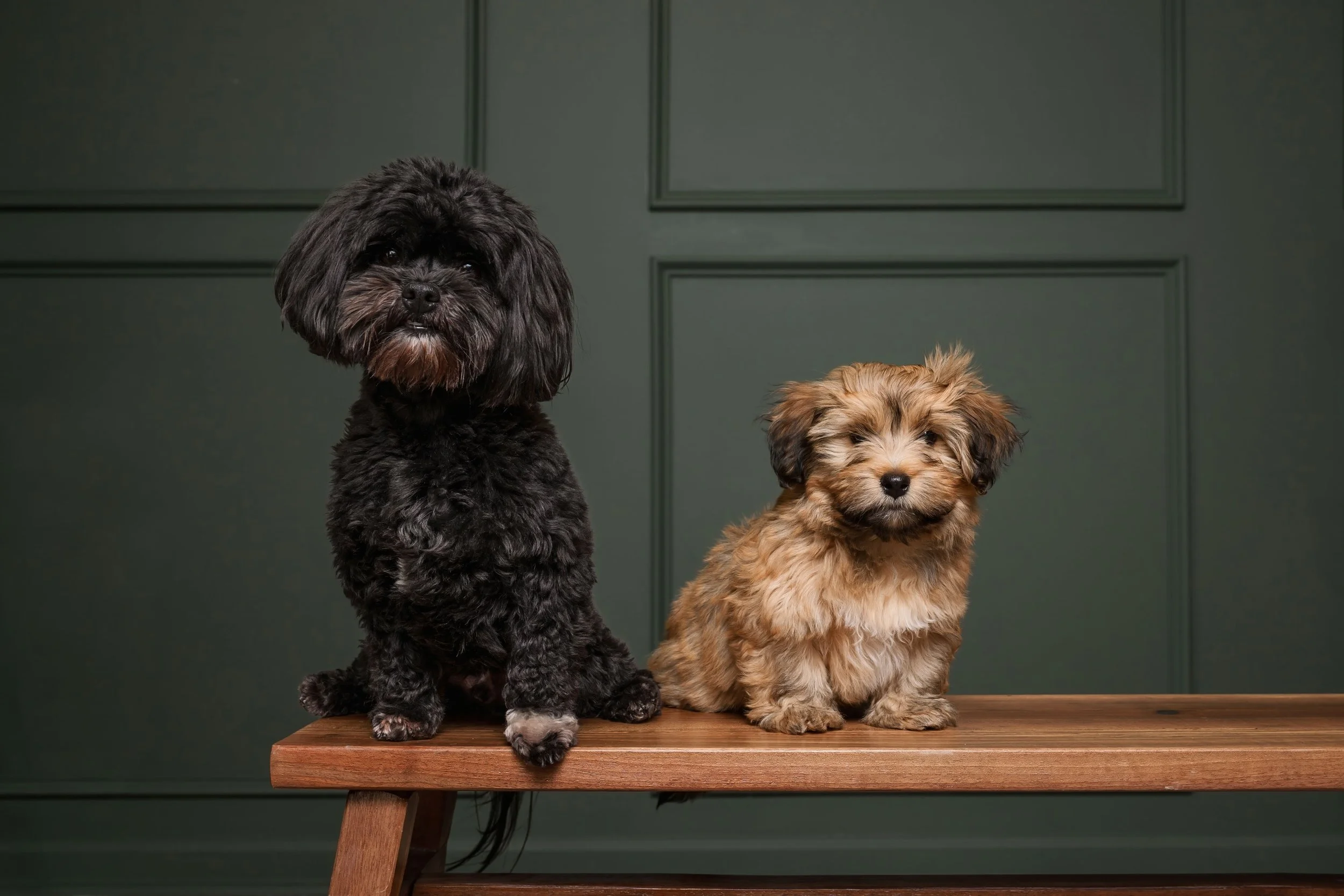 Photographing Young Puppies Who Can’t Go On Location Yet