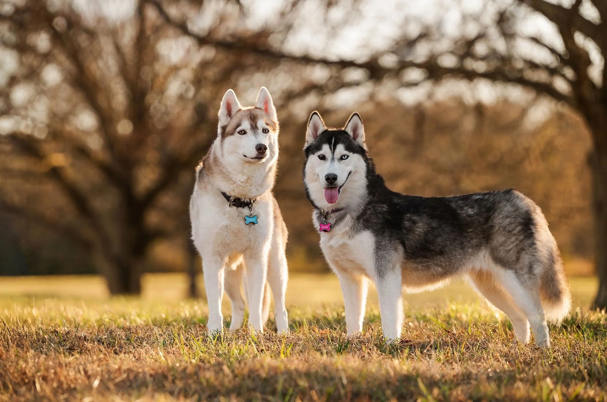 How An Atlanta Pet Photographer Decides Where to Place Your Dog in a Photo