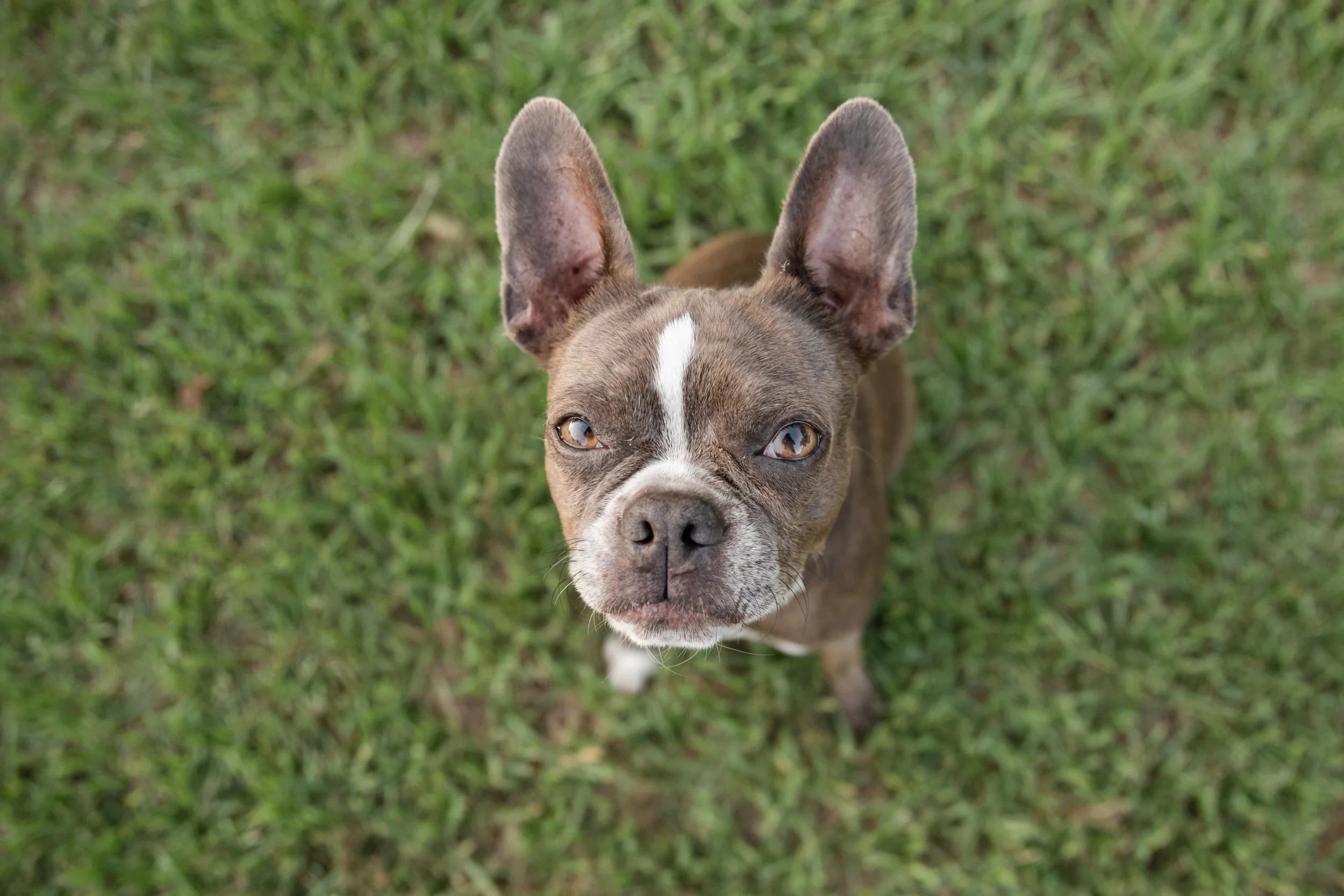 I Didn't Come to Dogs Through Photography. I Came to Photography Through Dogs.