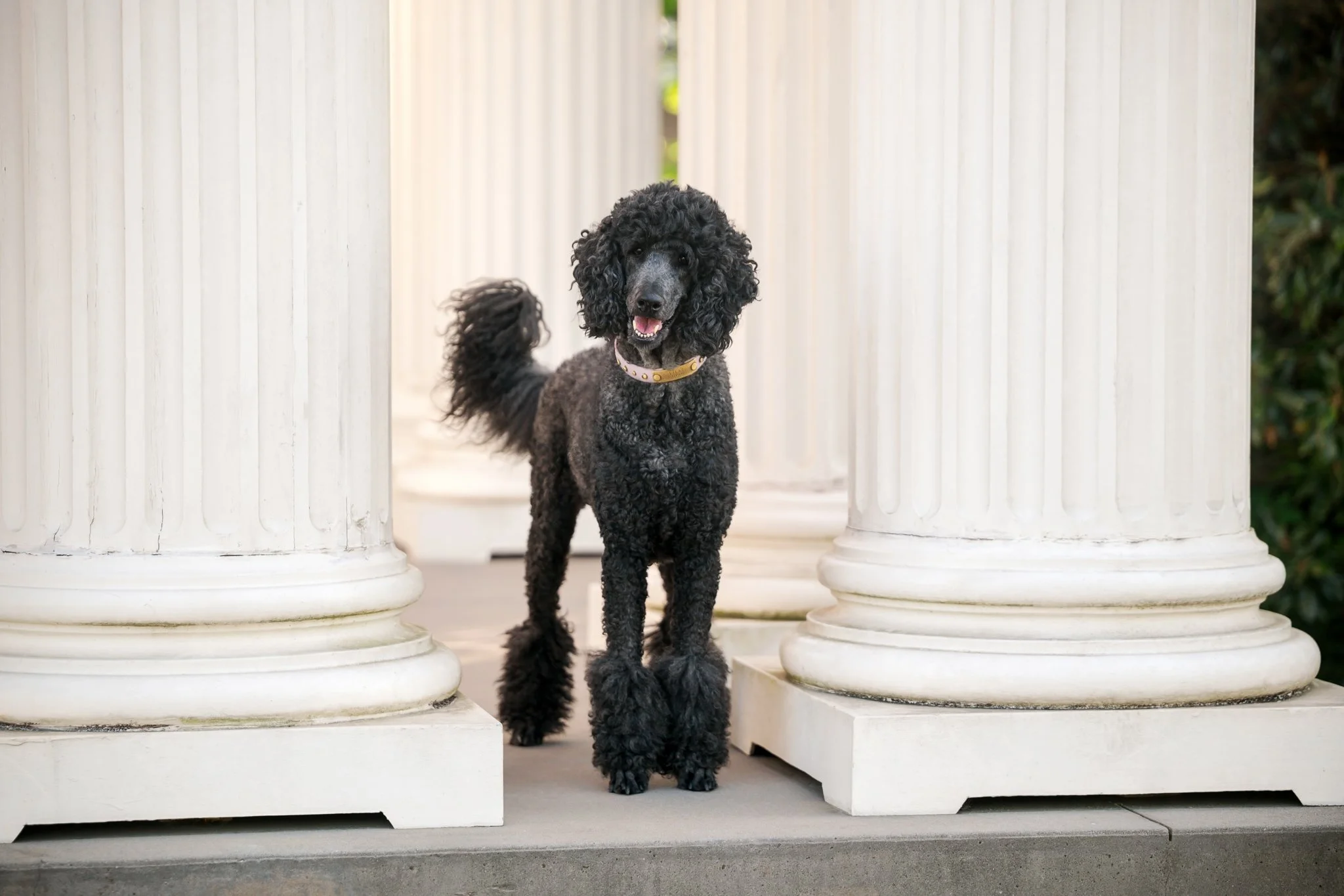 web-155-beltran-bom-poodle-madison-ga-0439.jpg