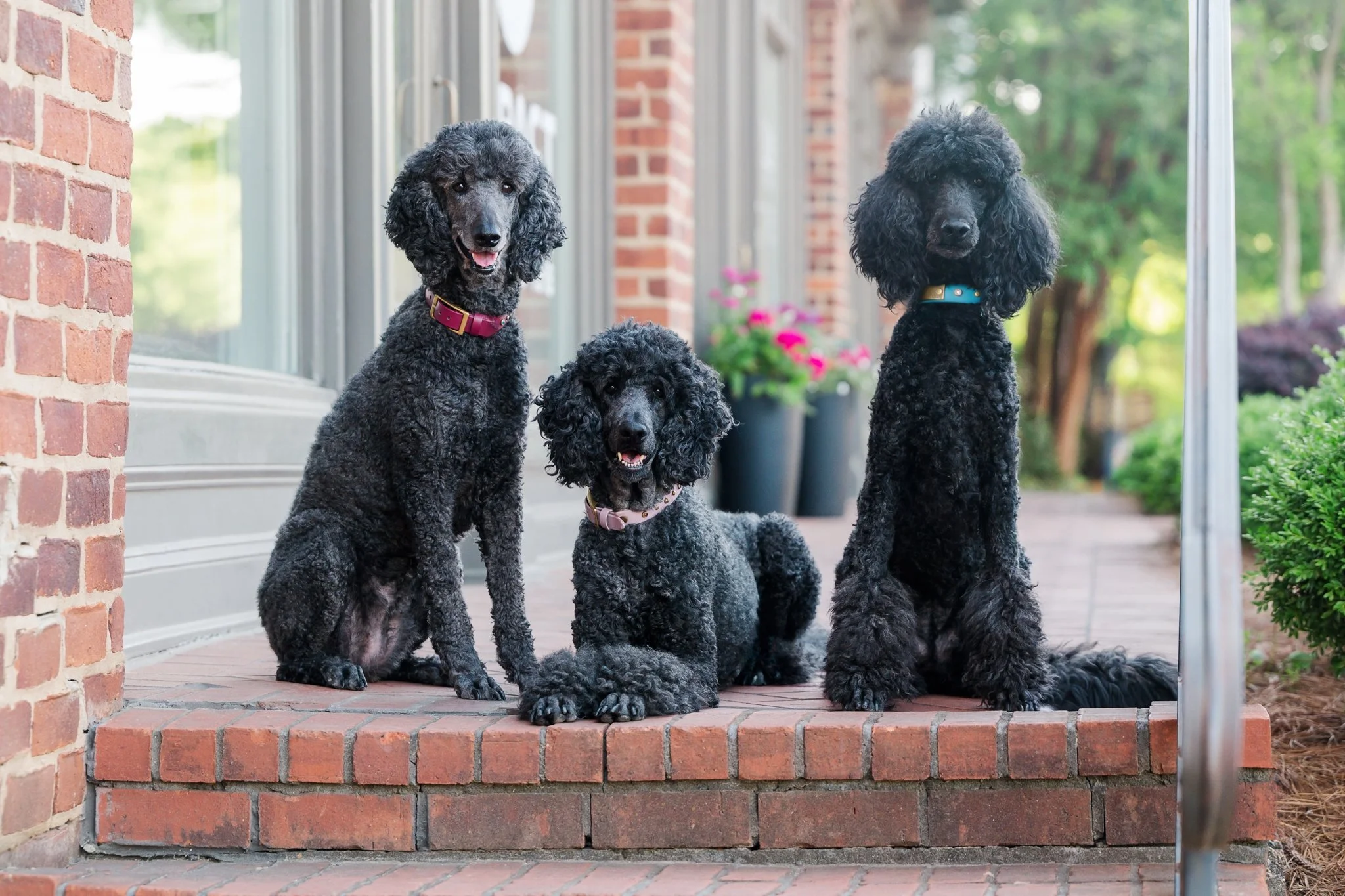 web-103-beltran-bom-poodle-madison-ga-0235.jpg