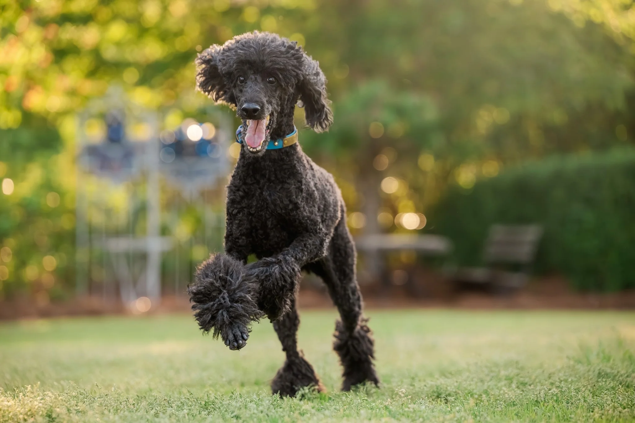 web-258-beltran-bom-poodle-madison-ga-0849.jpg