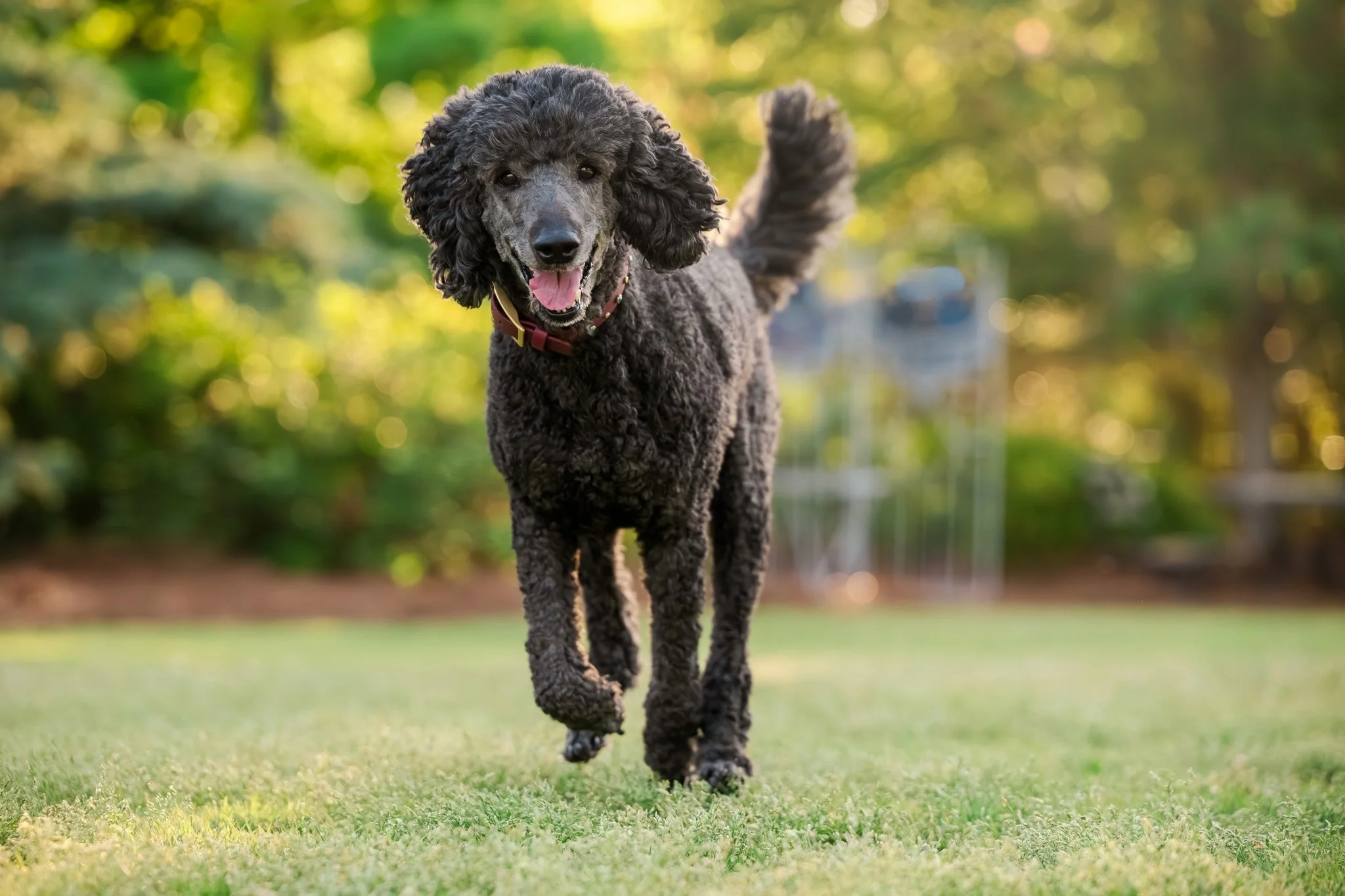 web-268-beltran-bom-poodle-madison-ga-0899.jpg