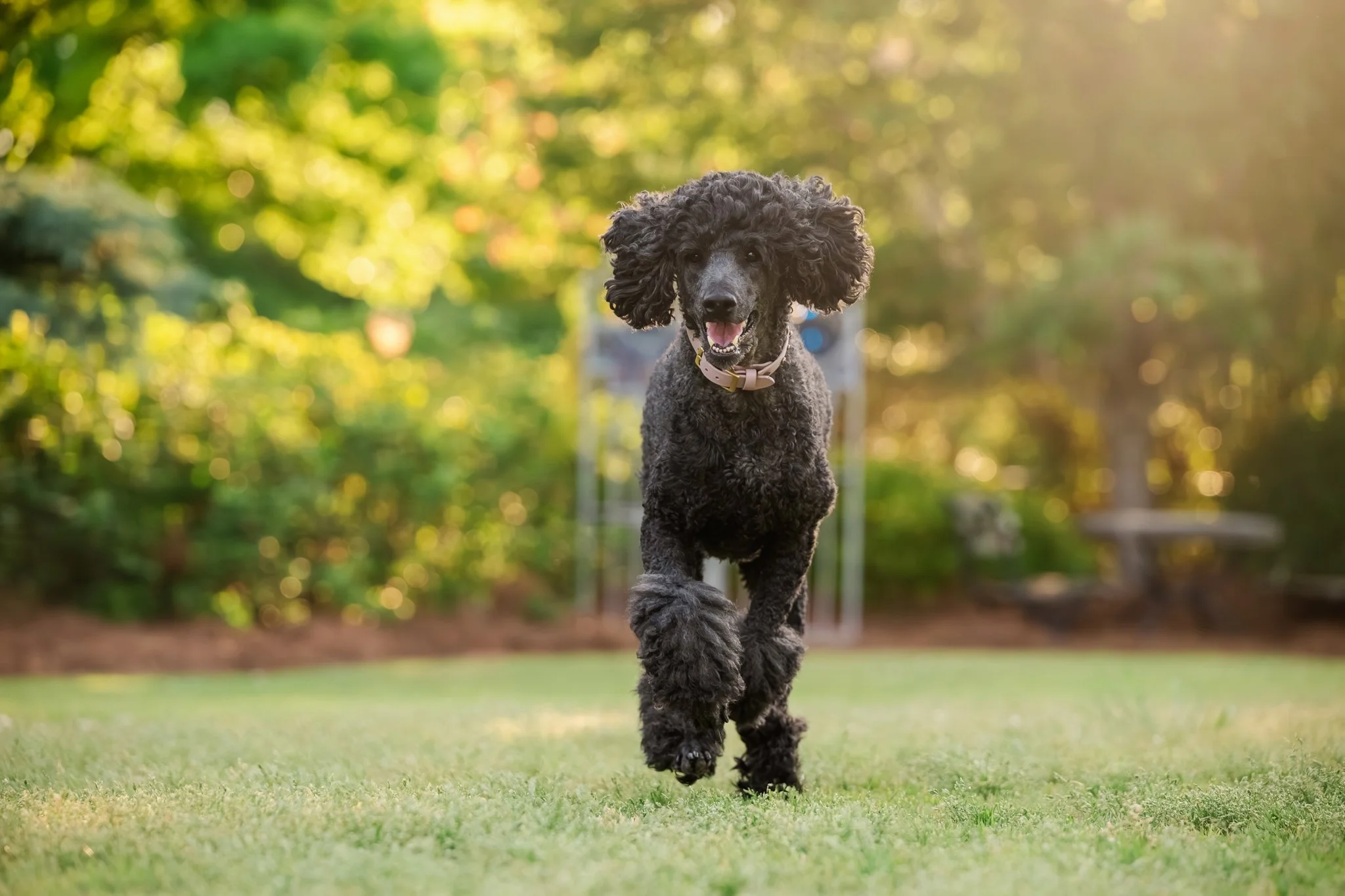 web-276-beltran-bom-poodle-madison-ga-0947.jpg