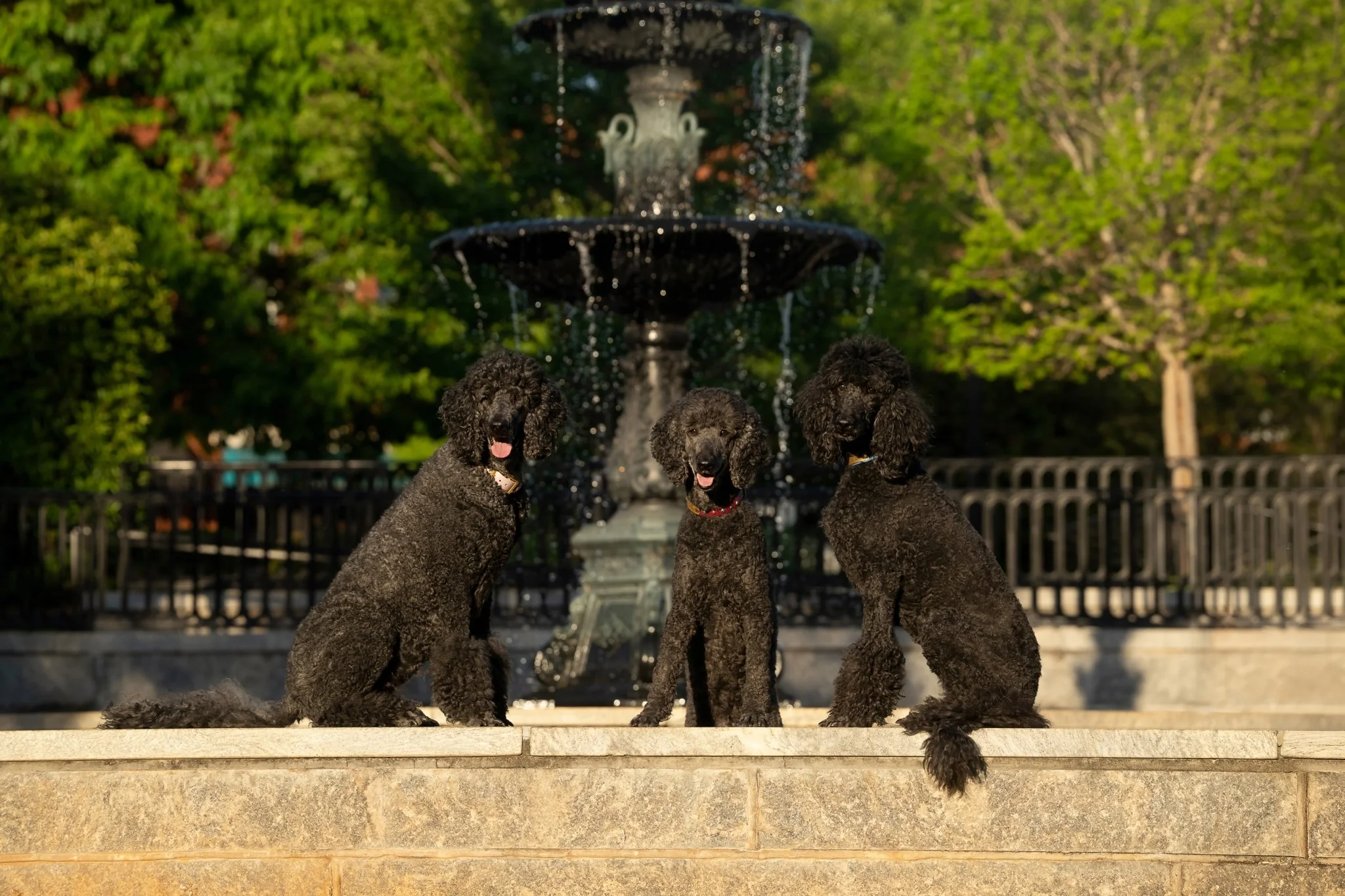 web-281-beltran-bom-poodle-madison-ga-0986.jpg