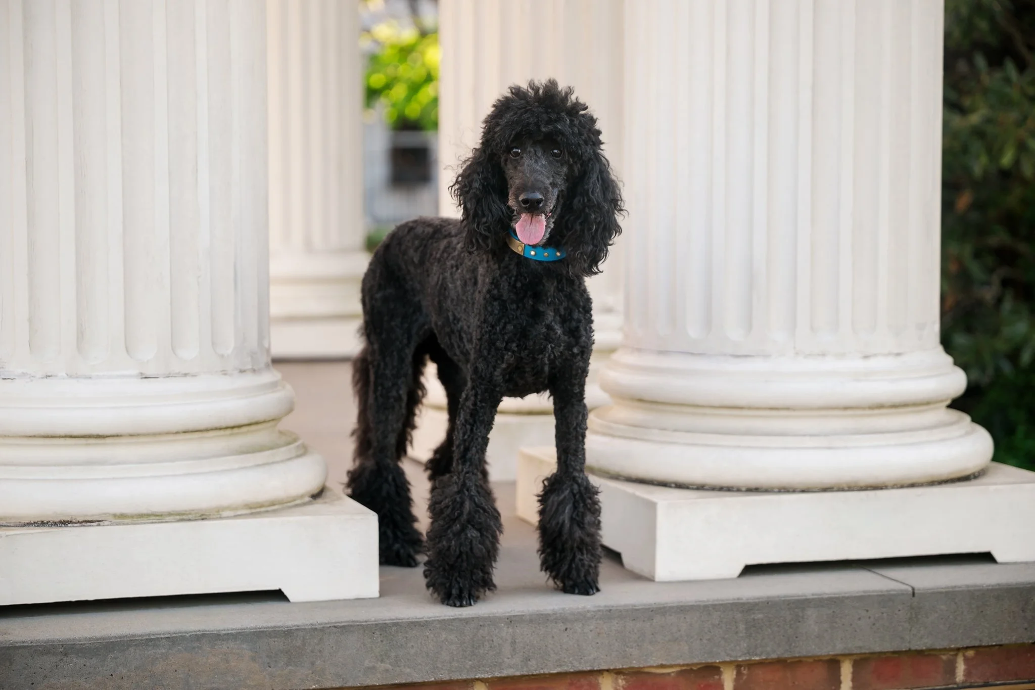 web-170-beltran-bom-poodle-madison-ga-0490.jpg