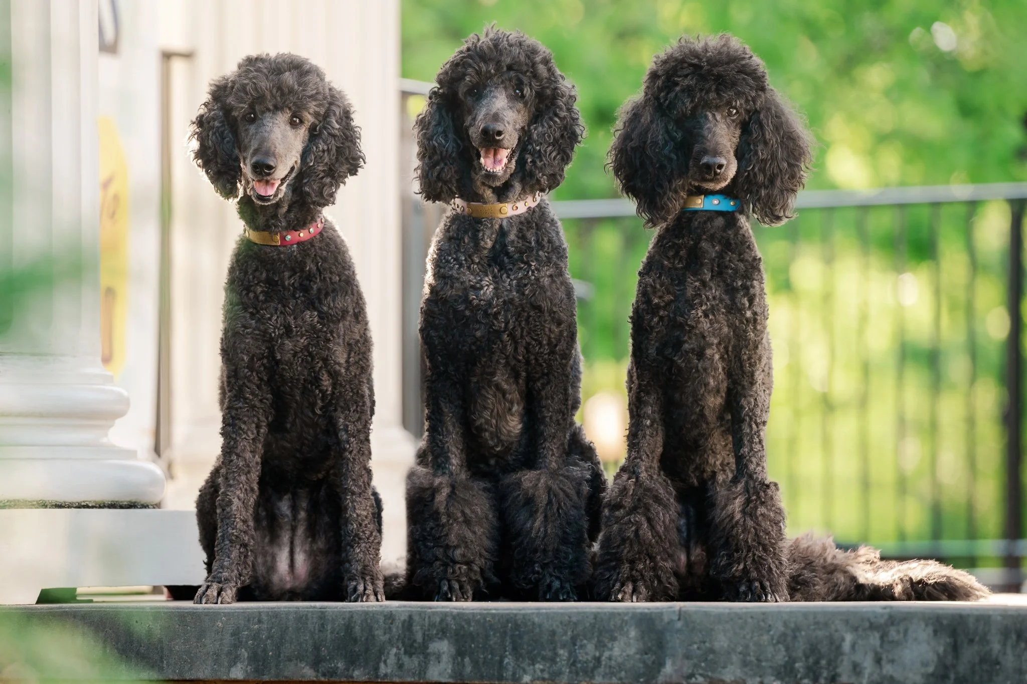 web-198-beltran-bom-poodle-madison-ga-0574.jpg