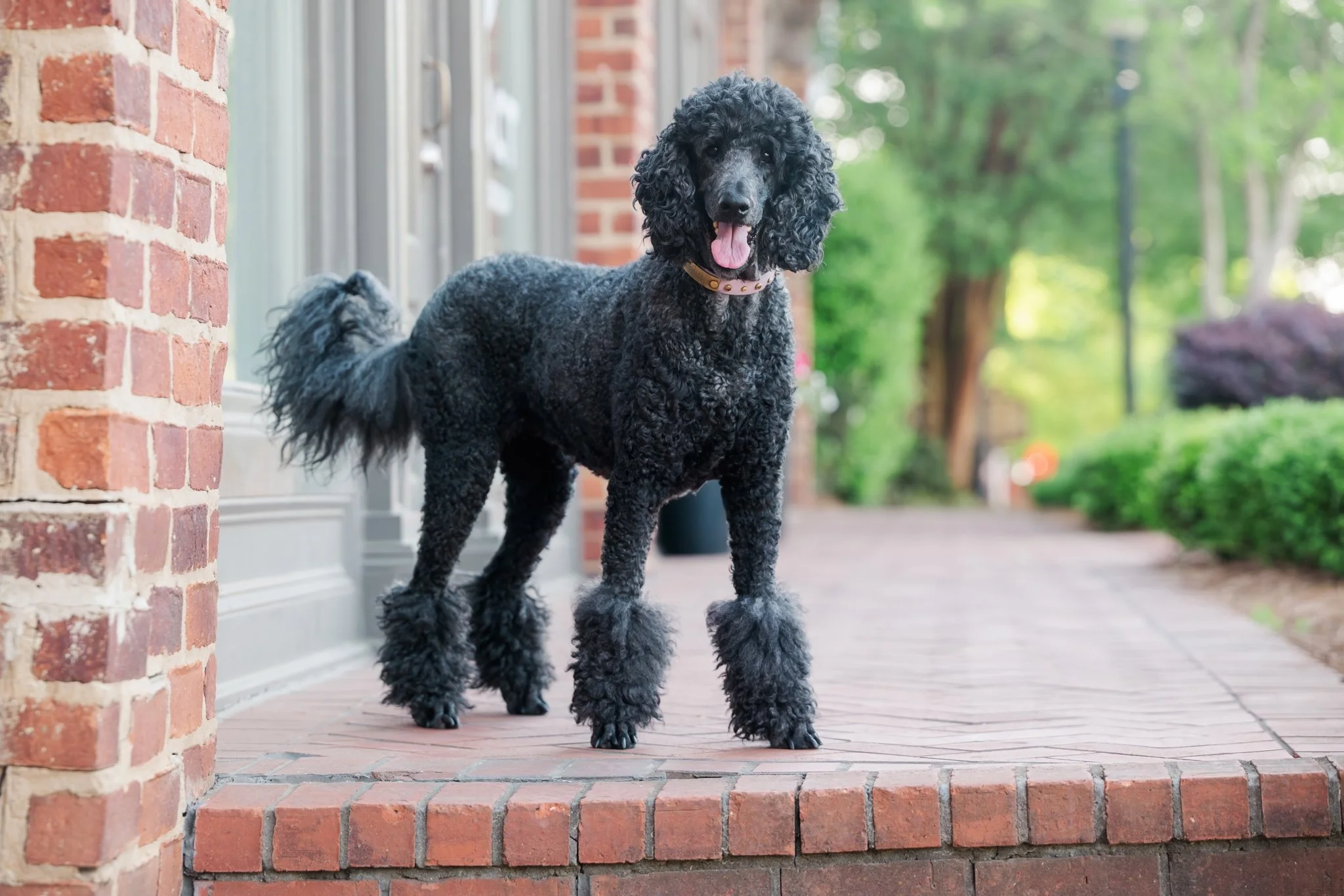 web-110-beltran-bom-poodle-madison-ga-0253.jpg