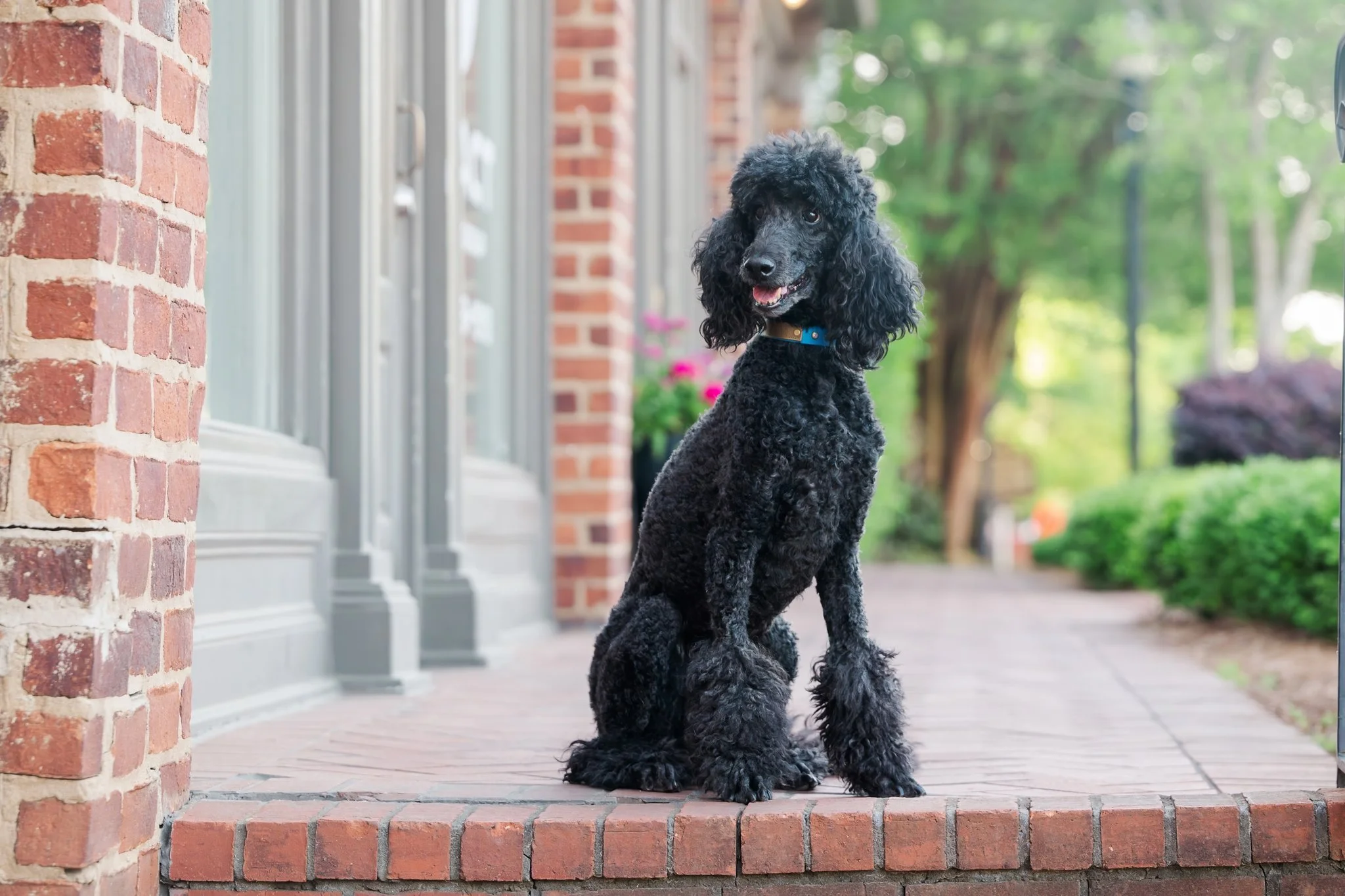 web-118-beltran-bom-poodle-madison-ga-0281.jpg