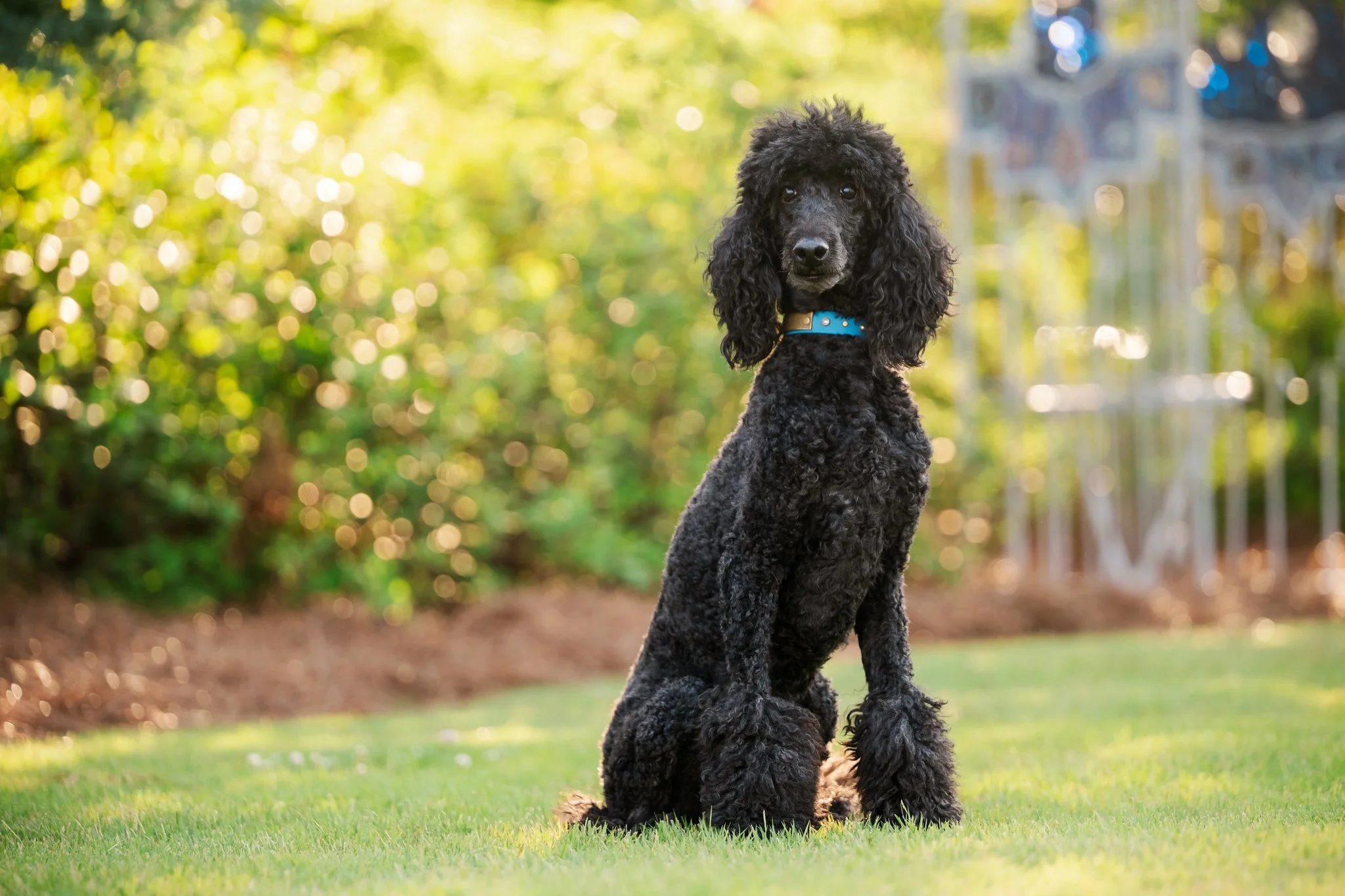 web-202-beltran-bom-poodle-madison-ga-0598.jpg