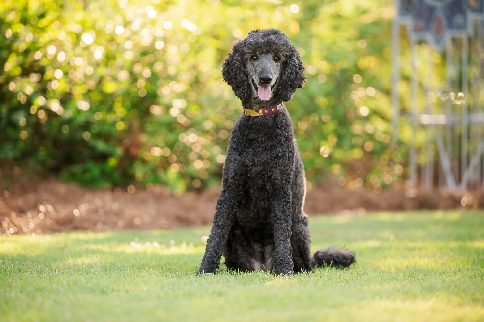 web-206-beltran-bom-poodle-madison-ga-0609.jpg