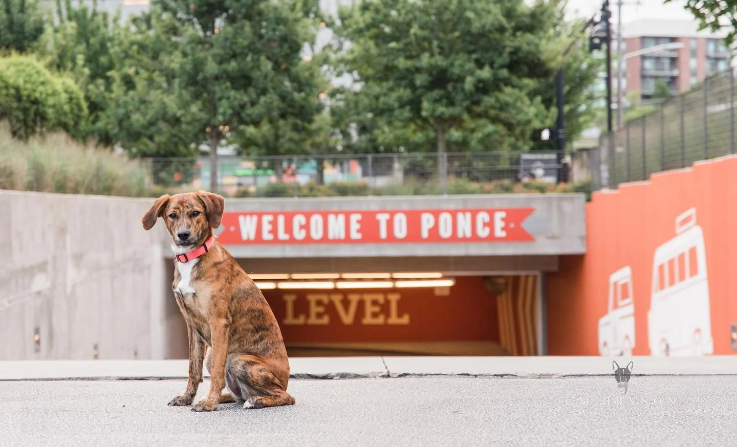 Dog Friendly Ponce City Market — Atlanta, GA